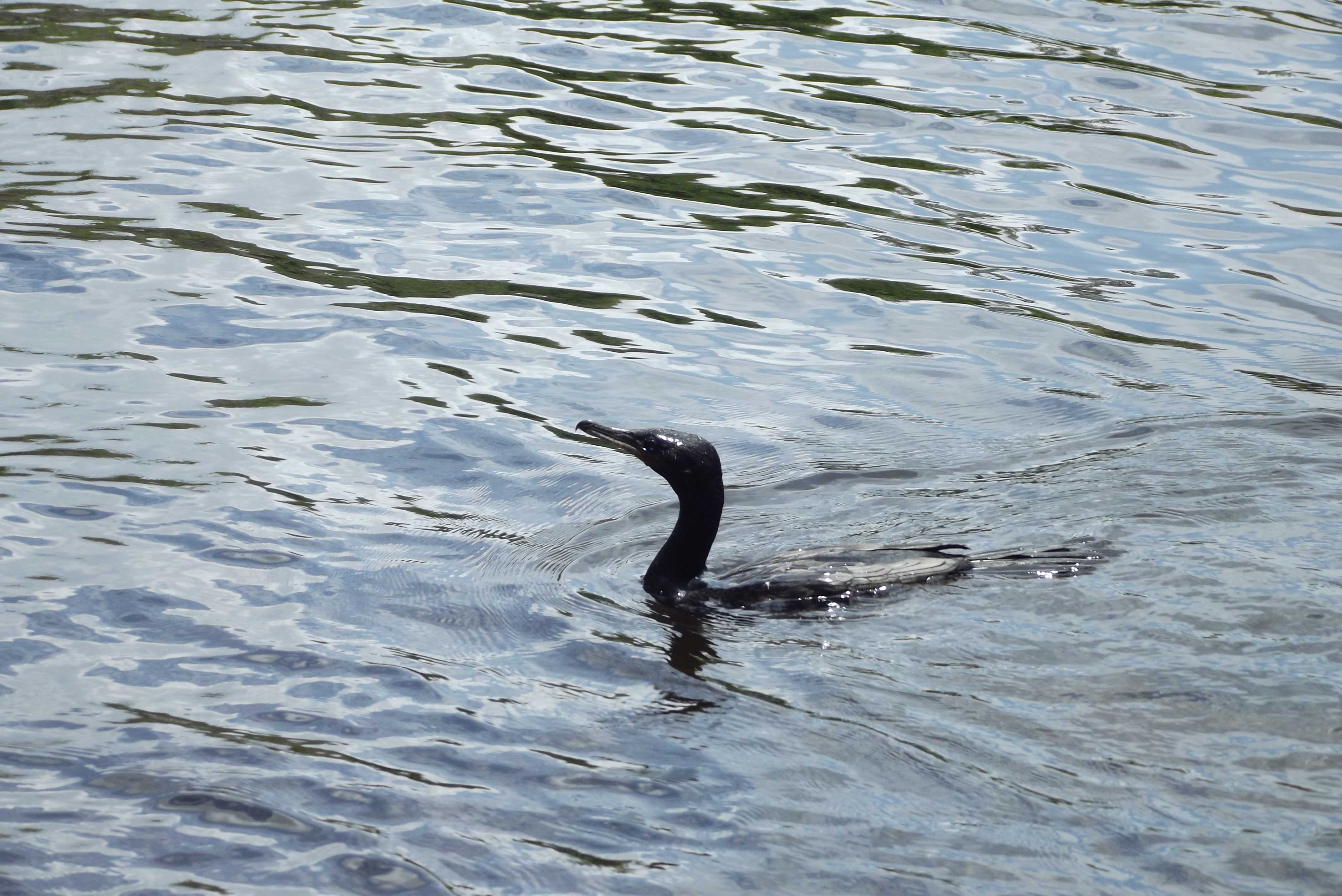 DSCF6053.jpg