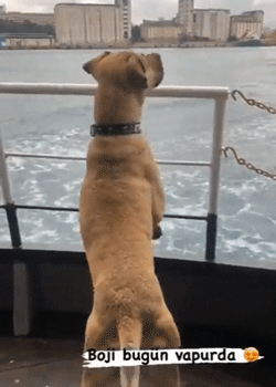 A07FA4B9-F2A8-4179-B9CA-A0B826F0E624.gif