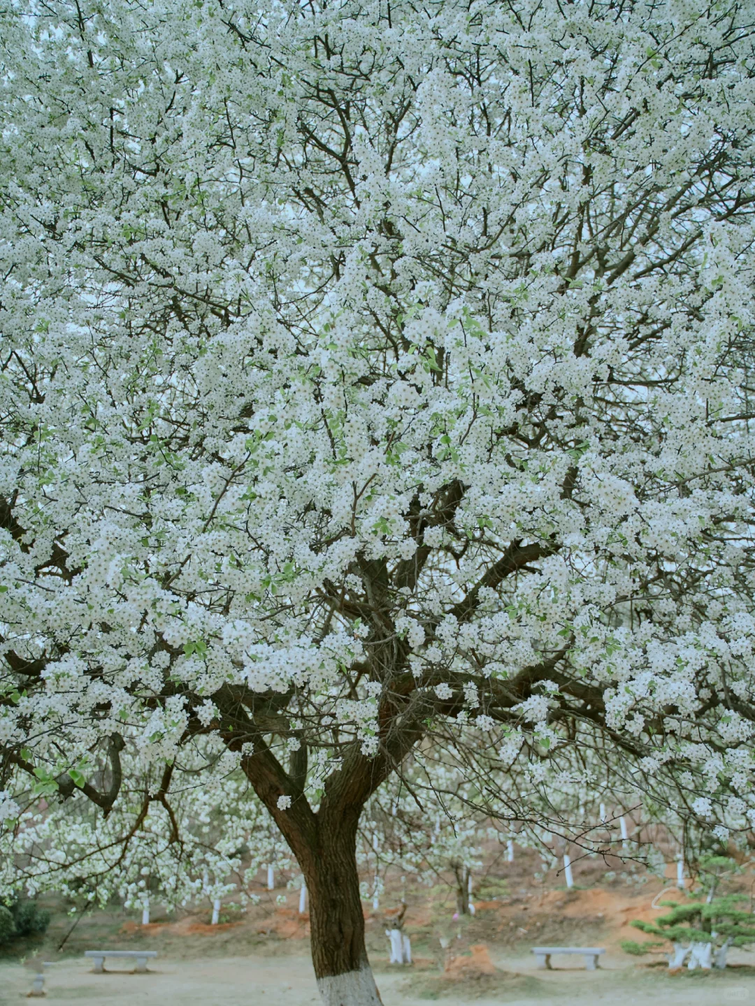 152.webp