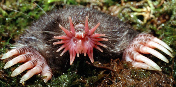 star nosed mole.jpg