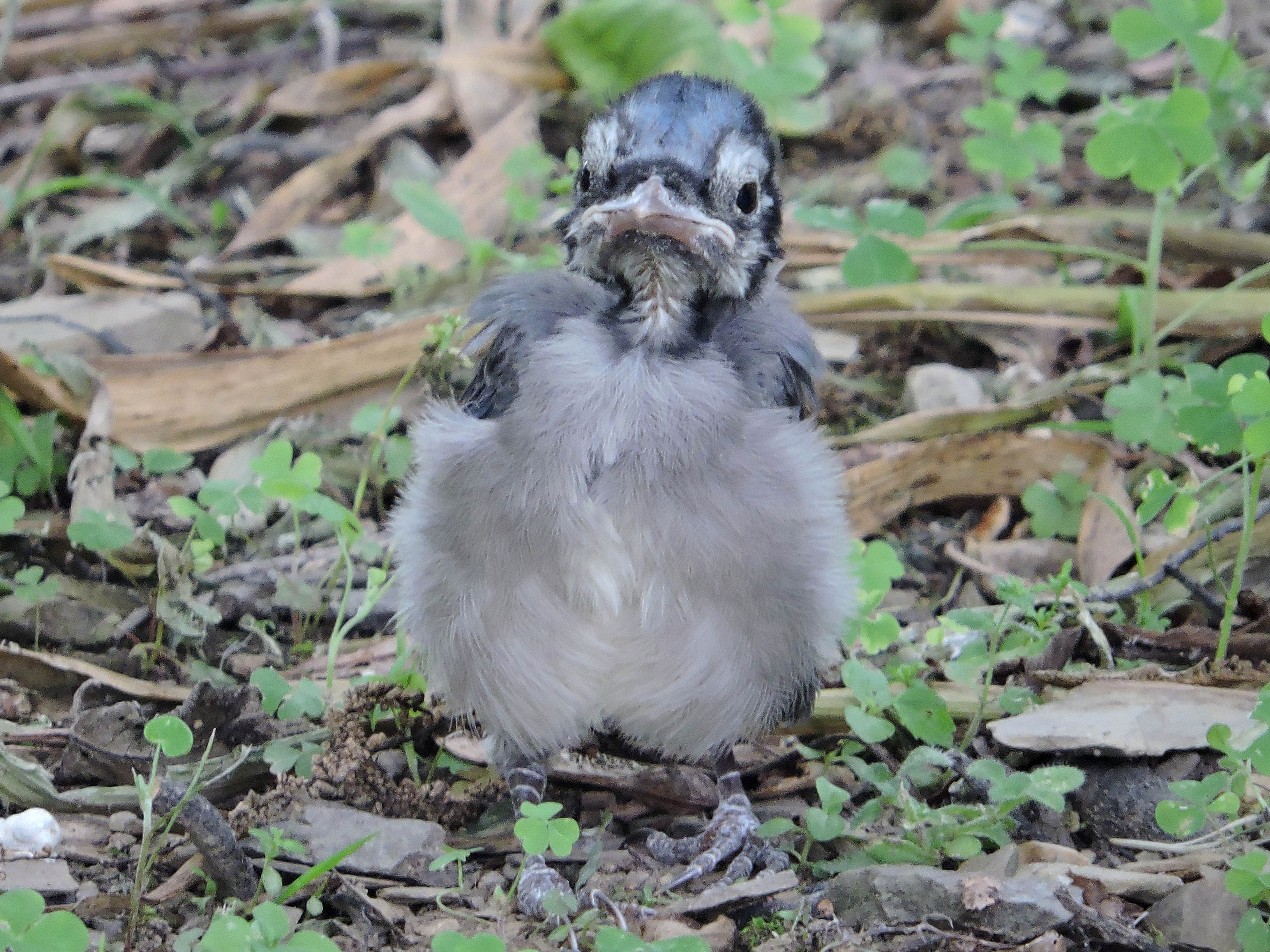 Top 10 Most Beautifull Birds 10 Blue Jay Steemkr