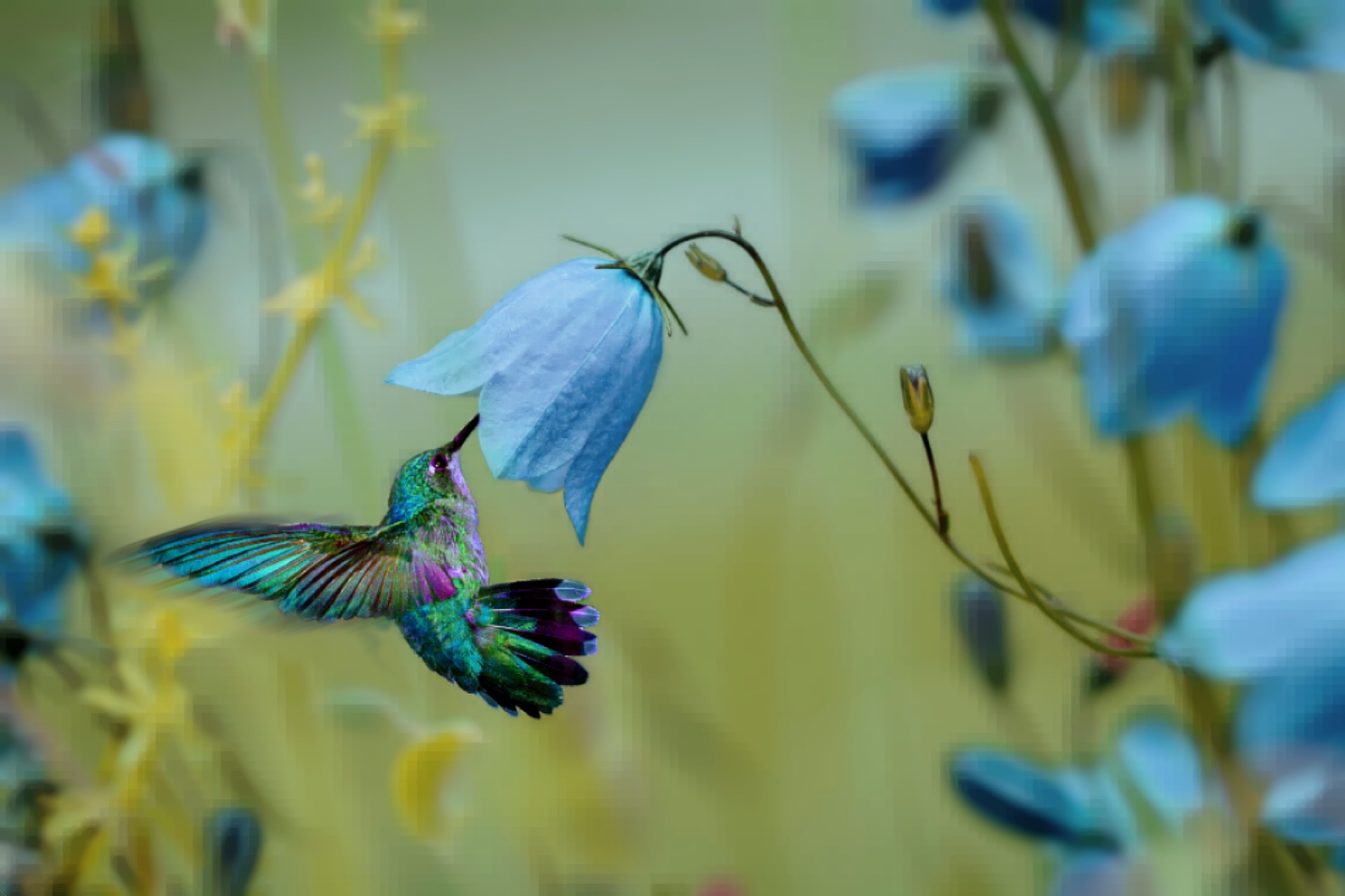humming-bird-3708714_1920.jpg