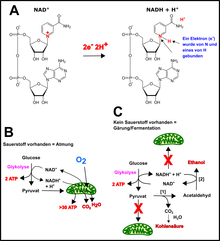 Biochemie II.png
