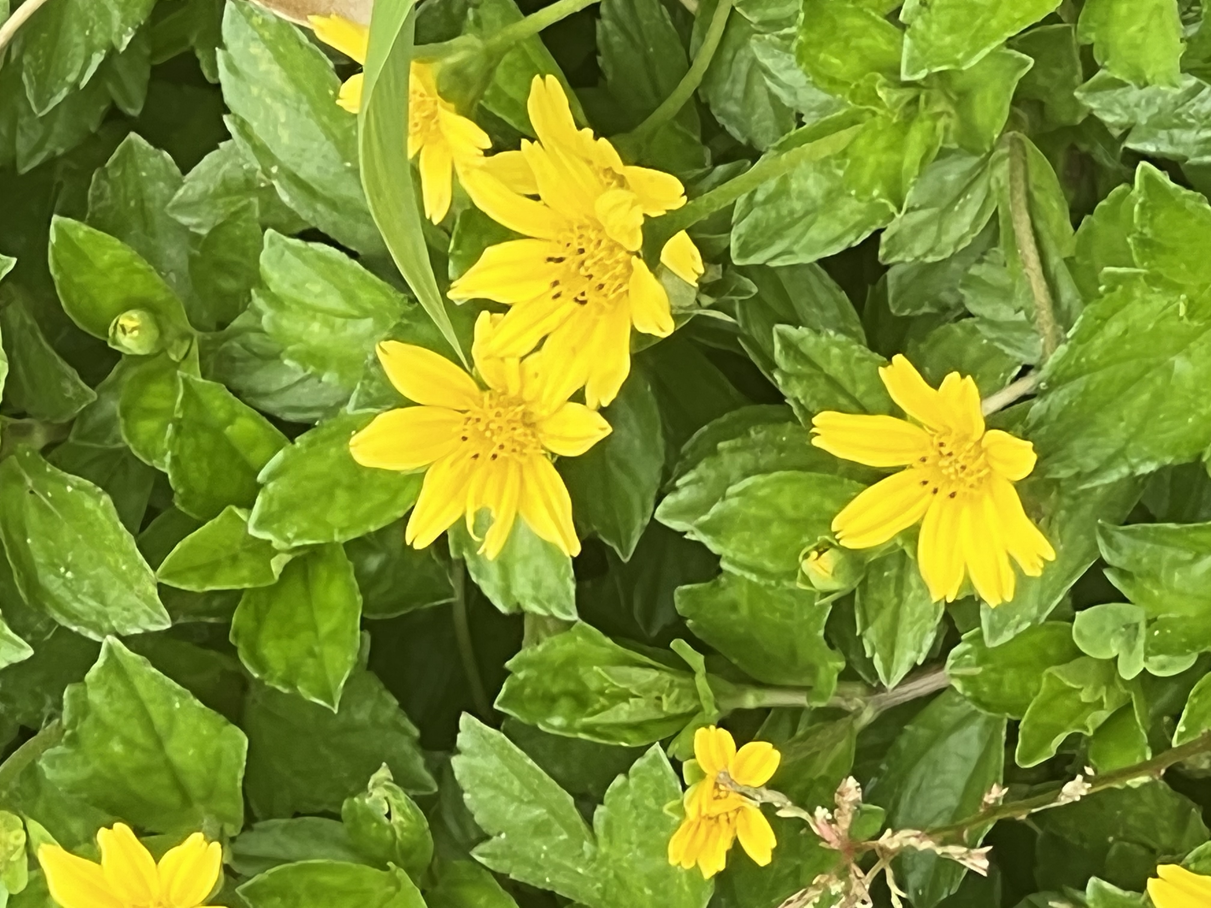 IMG_7053.jpeg