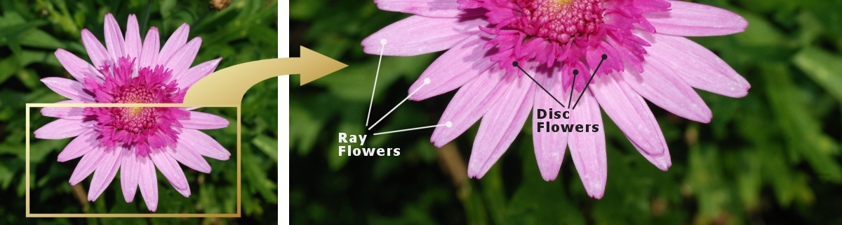 CompositeFlower.png