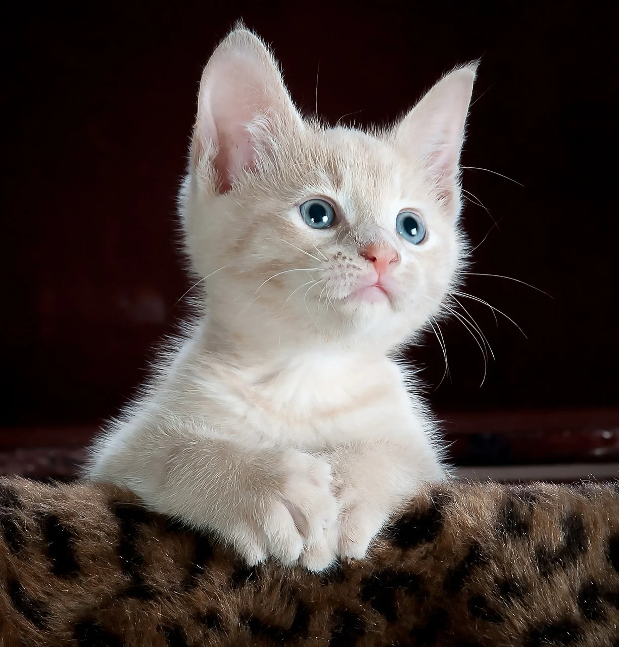 cat-551554_1280.webp