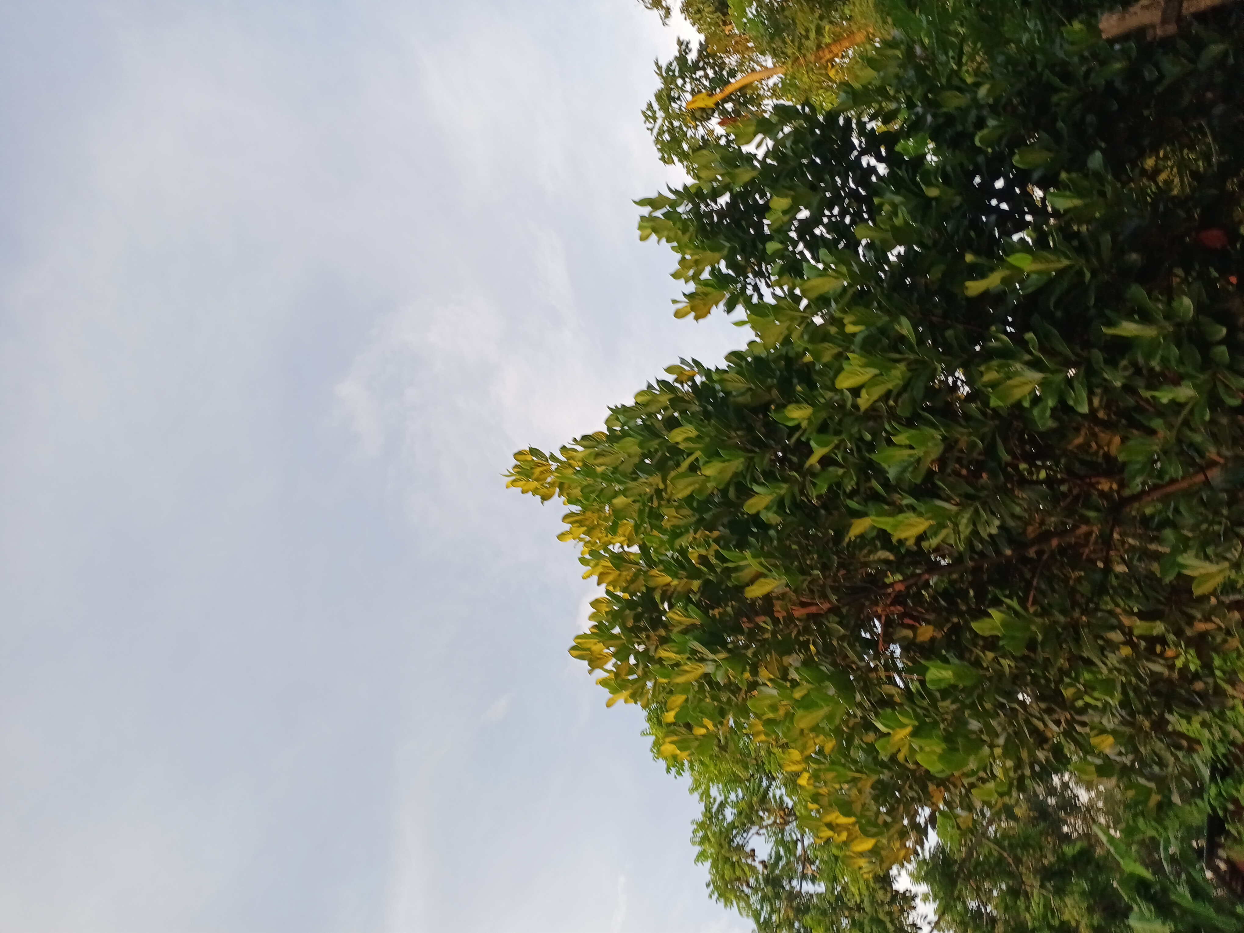 53579.jpg