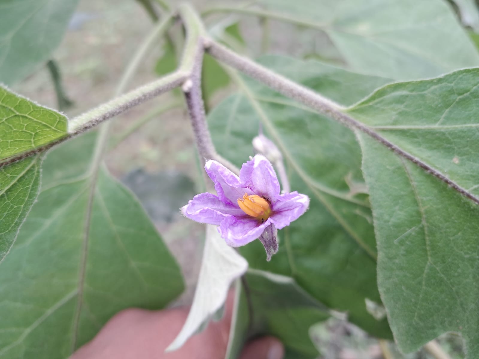 WhatsApp Image 2024-07-08 at 12.41.20 PM (2).jpeg