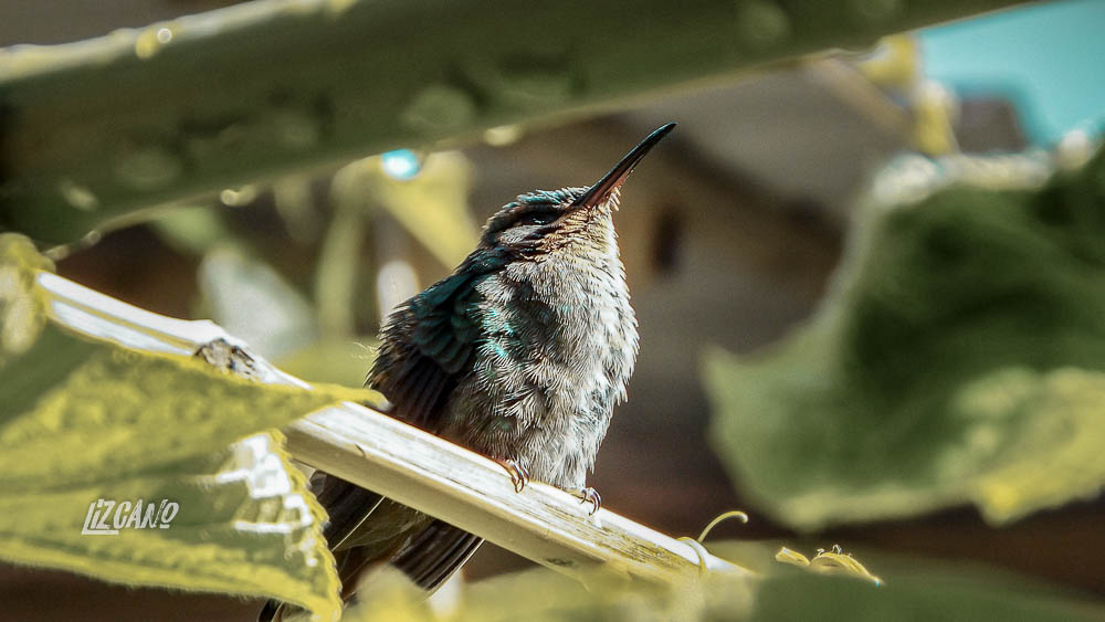 colibri-10.jpg