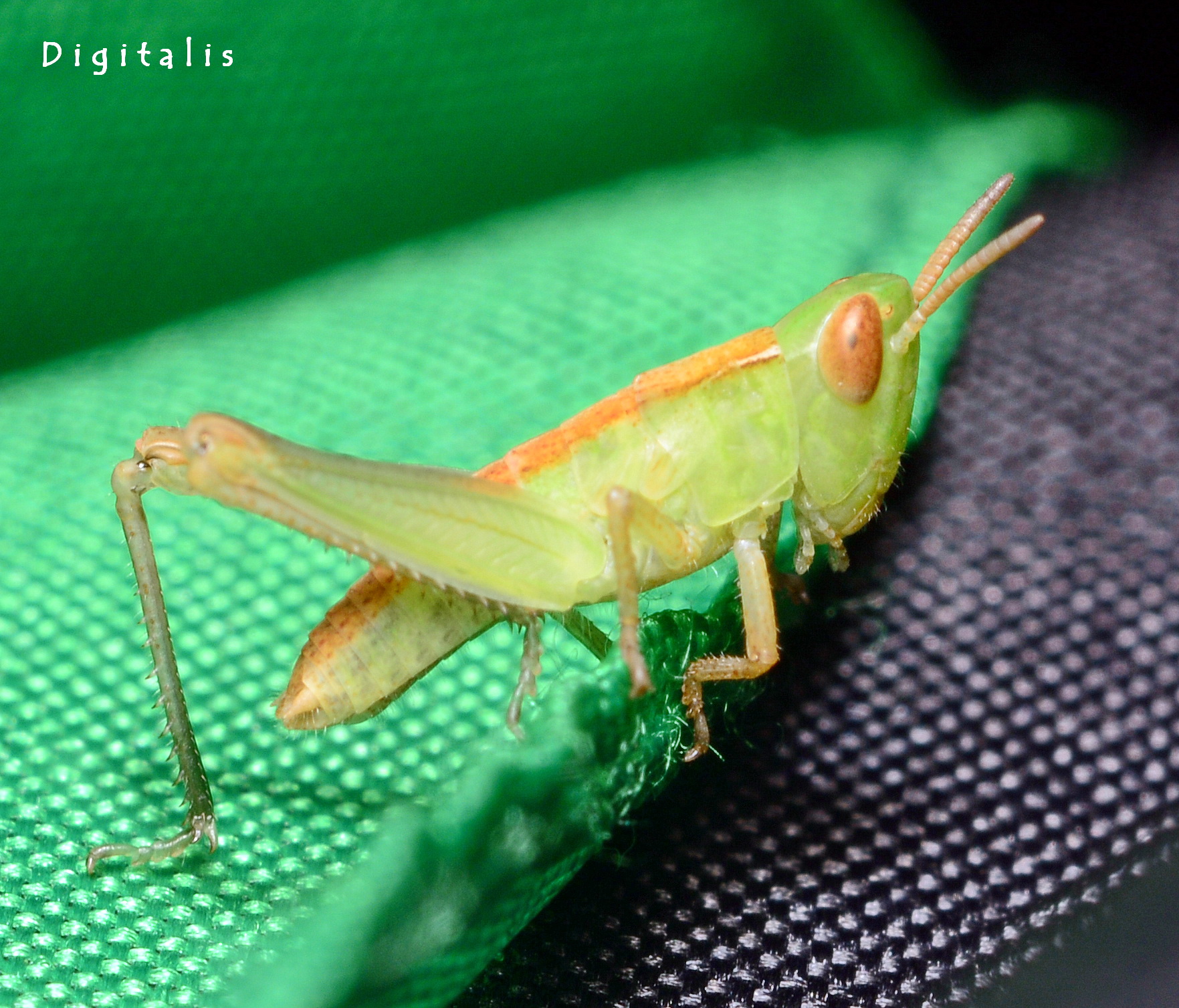 DSC_4336.JPG