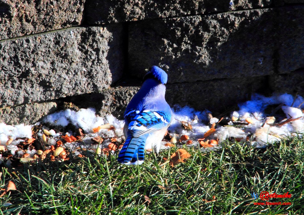 Blue Jay PFW02_0174.JPG