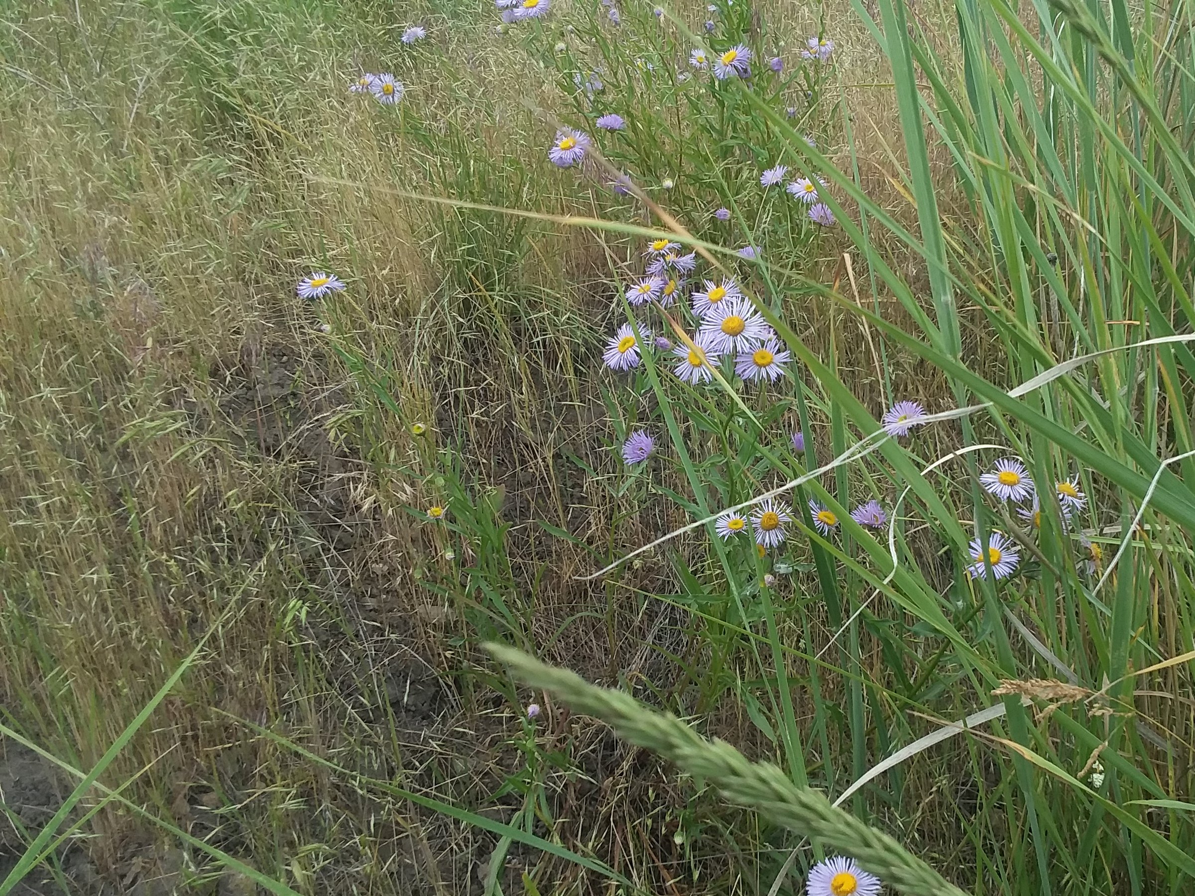 aster resized.jpg