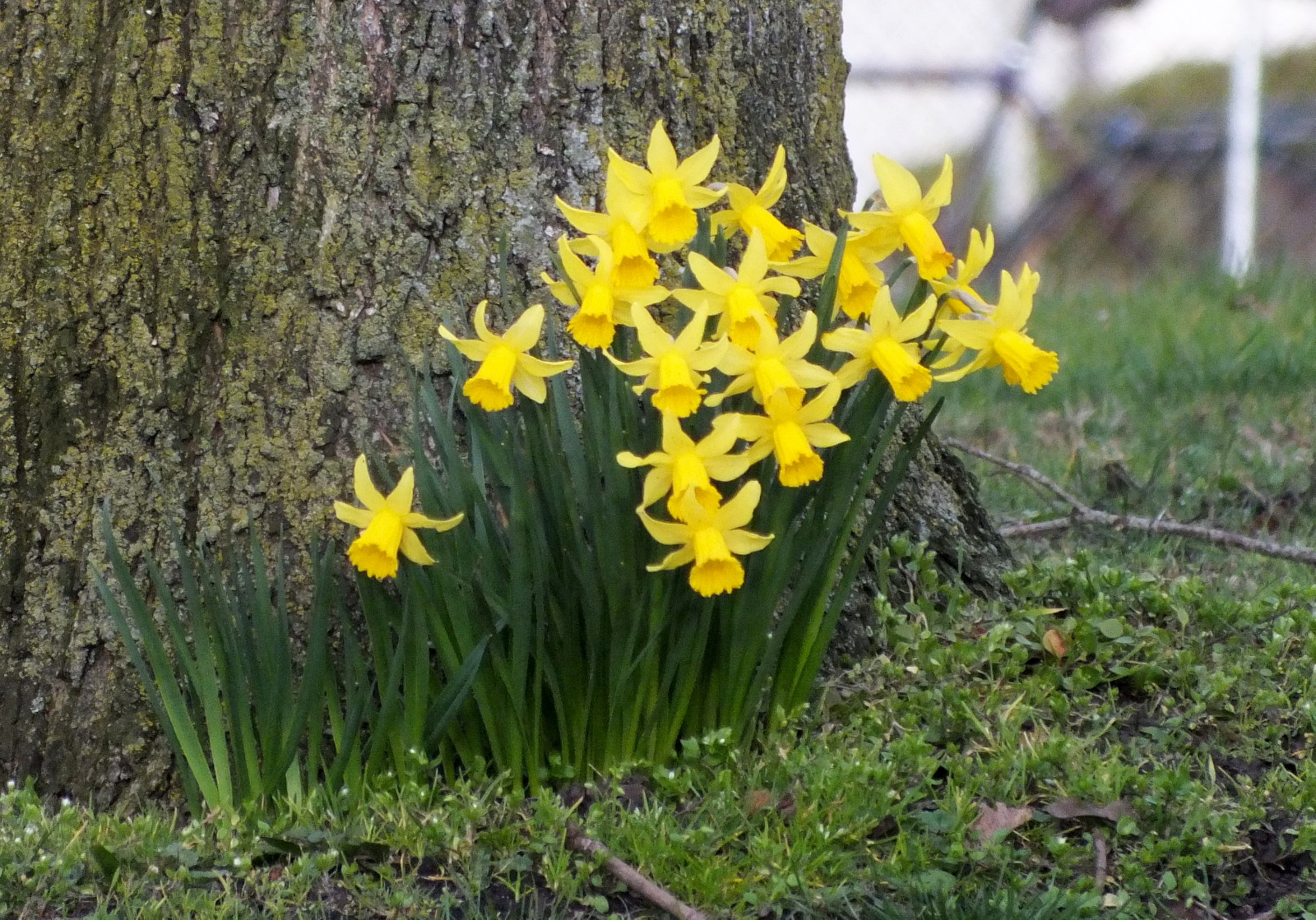 0536-Daffodils.JPG