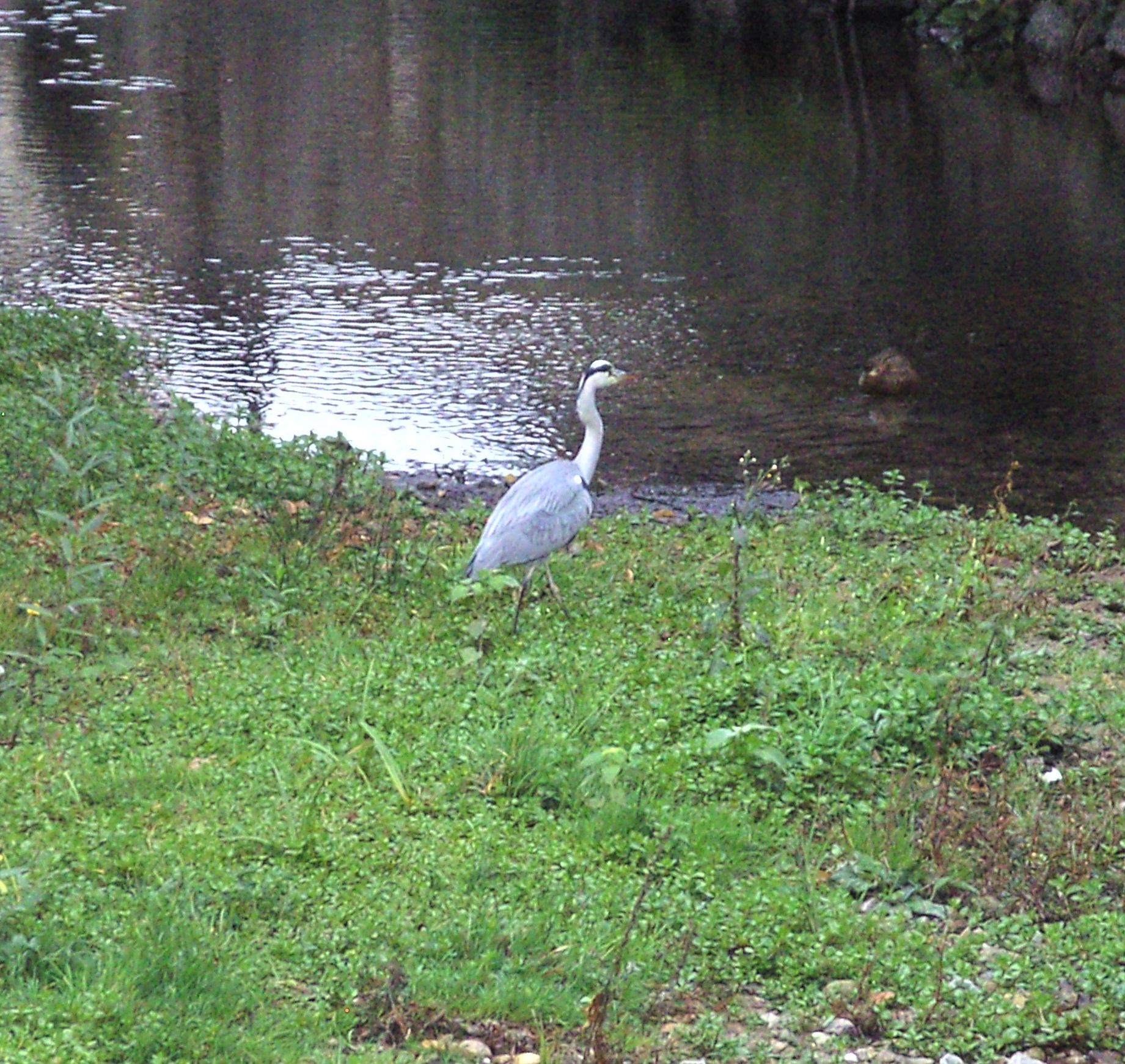 Reiher_09_b.jpg