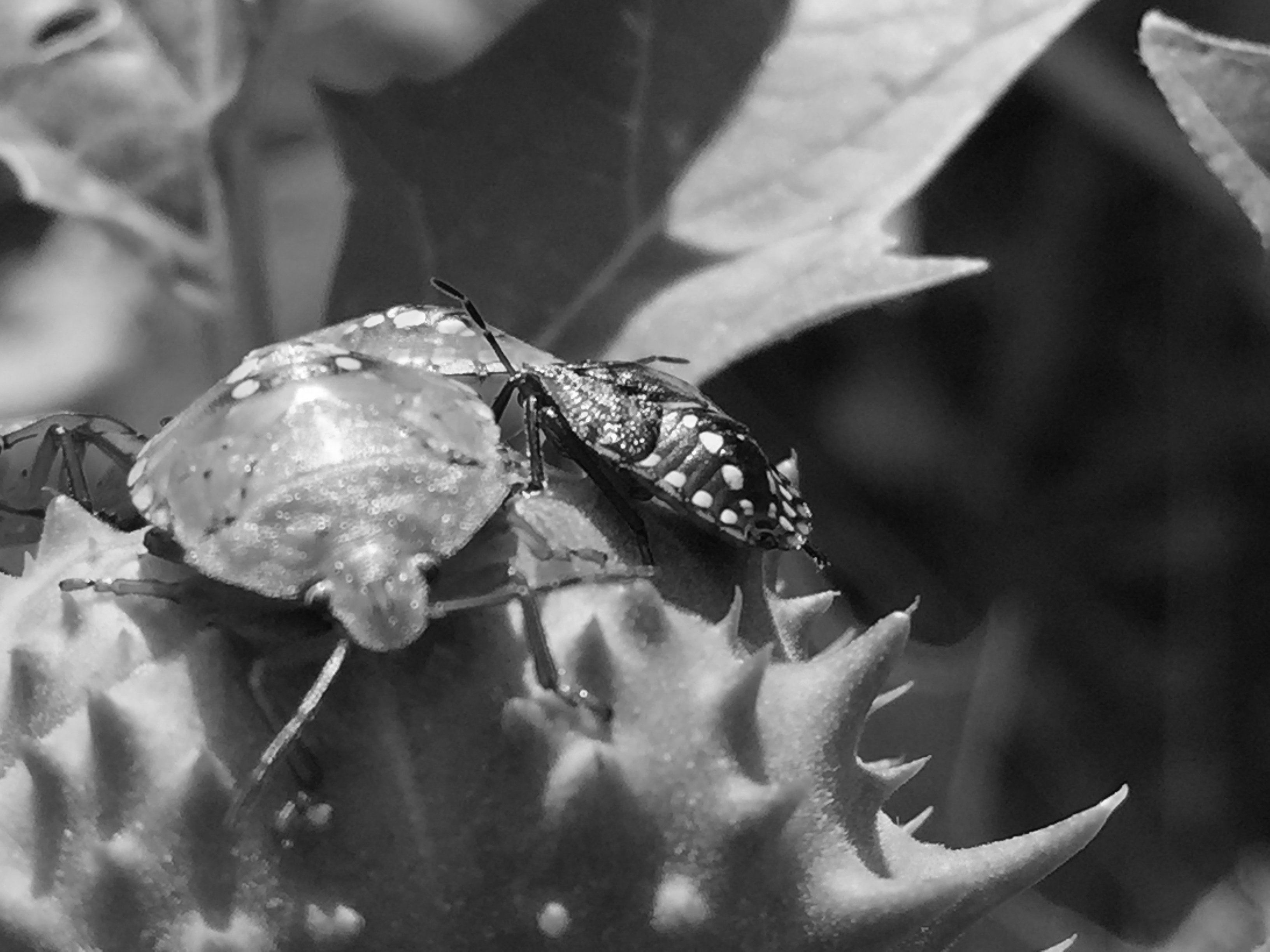 IMG1359BW.JPG
