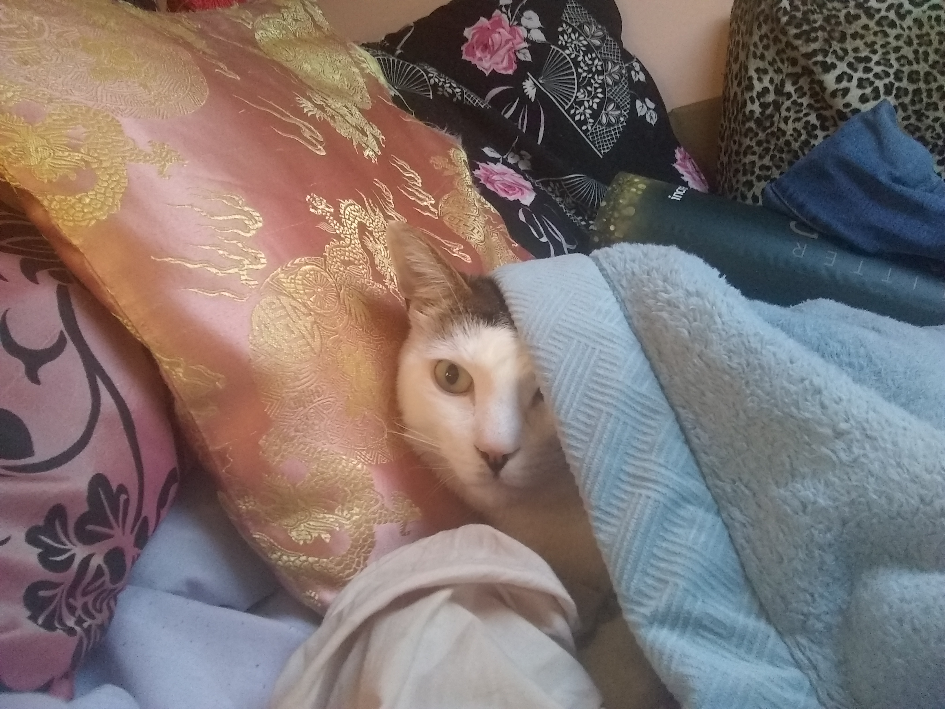 Catlife 50.jpg