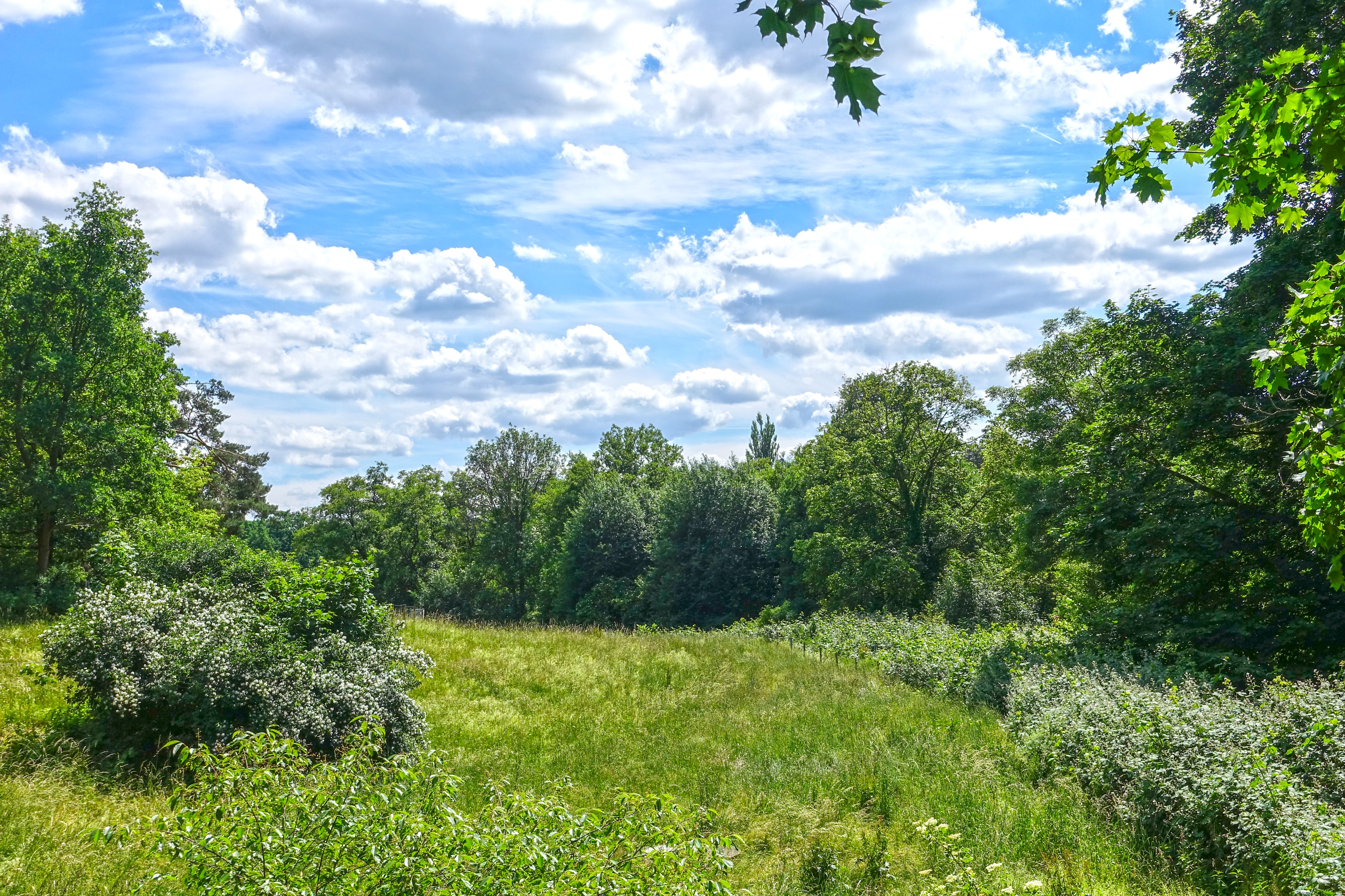 nature-4716796.jpg