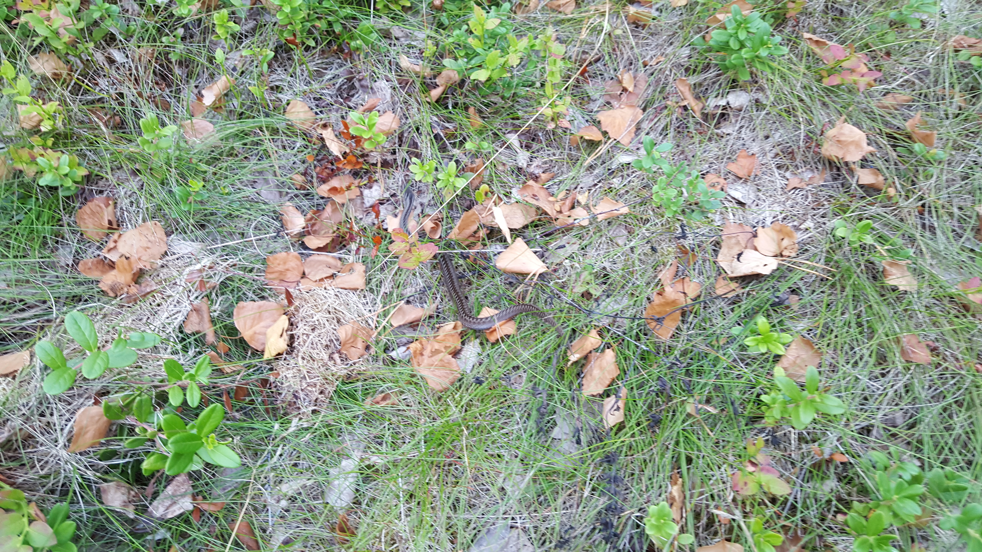 20180814_183320.jpg