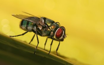 mosca.jpg