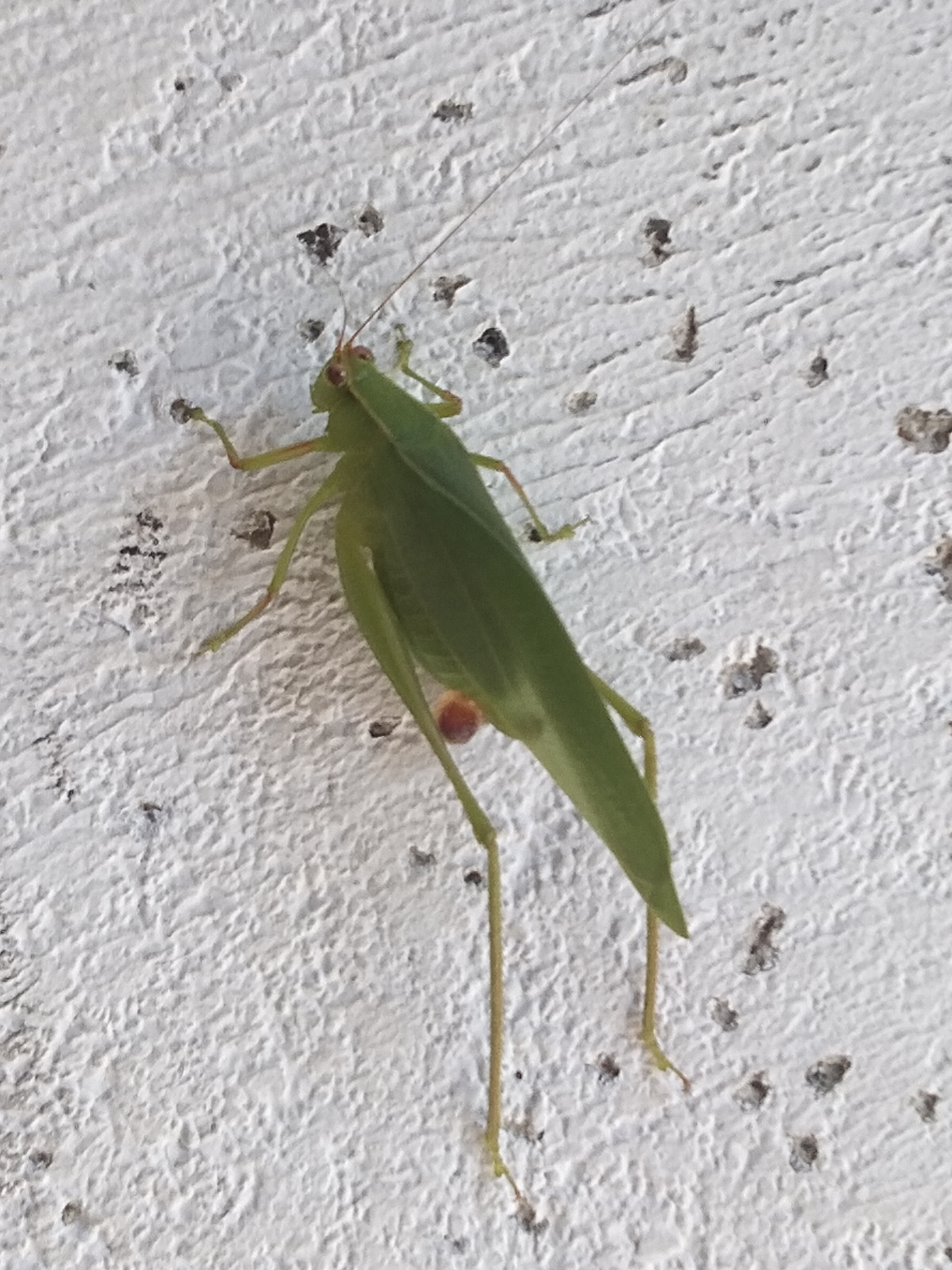 IMG_20200710_085325.jpg