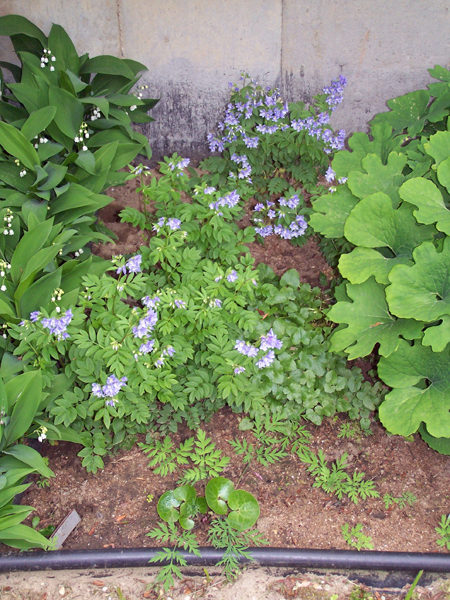 Old North - Jacob's ladder crop May 2019.jpg