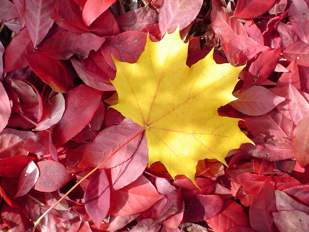 《飞鸟与夏花》每天一首自译飞鸟集（210/325） - Translate a poem form Stray Birds everyday