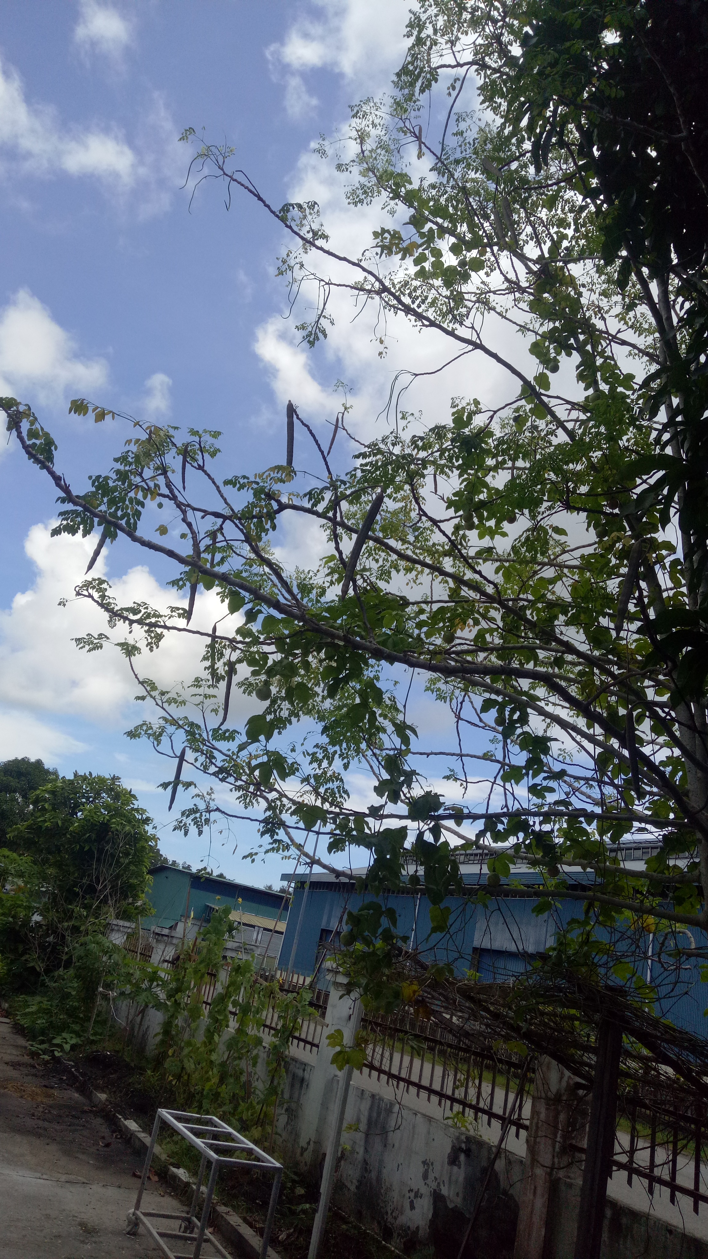 IMG20180625110500.jpg