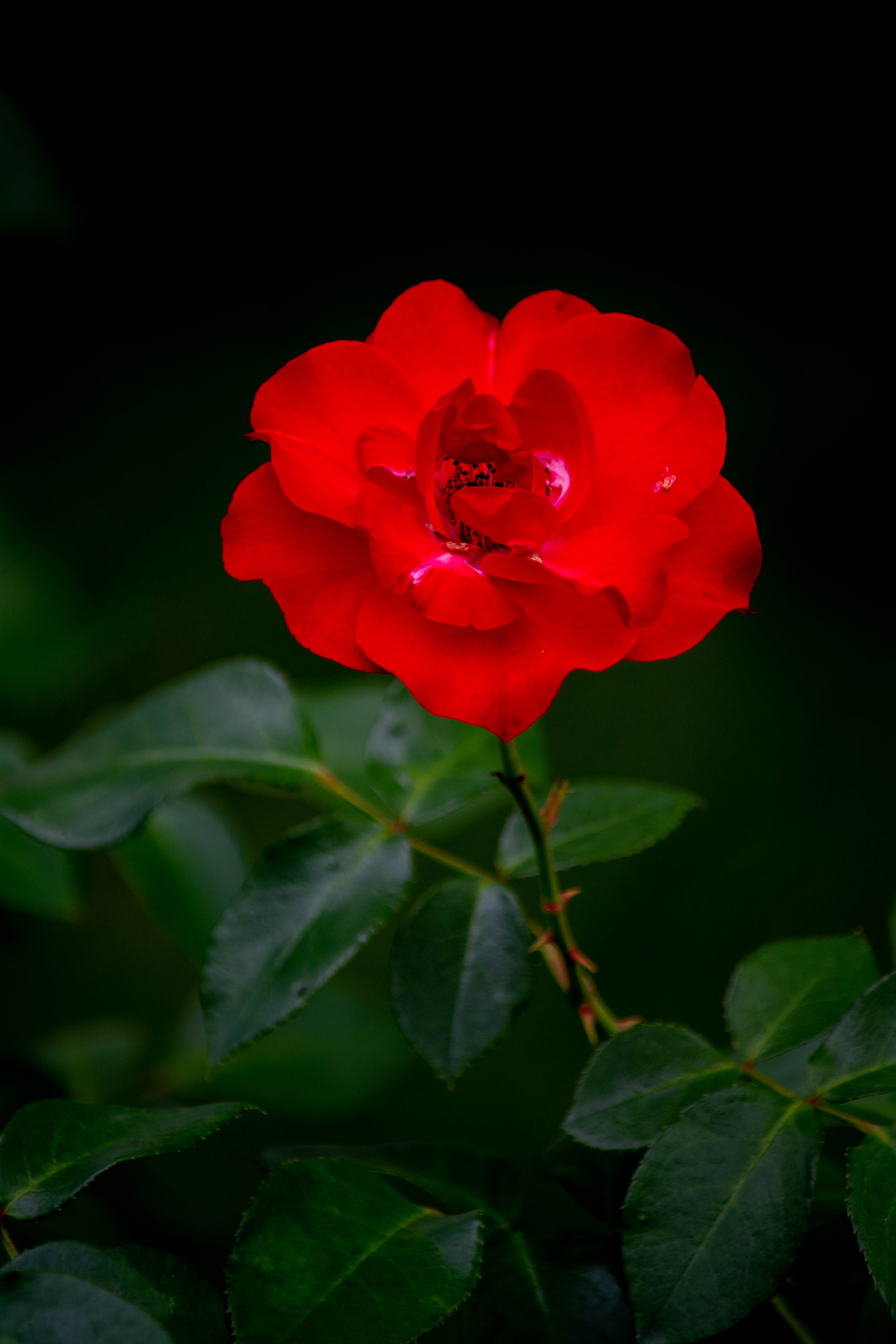 DSC_2503.jpg