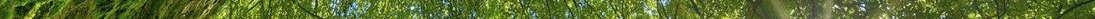 dunkeld_moss_sunburst_forest_by_somadjinn-dclk9ko 3.jpg