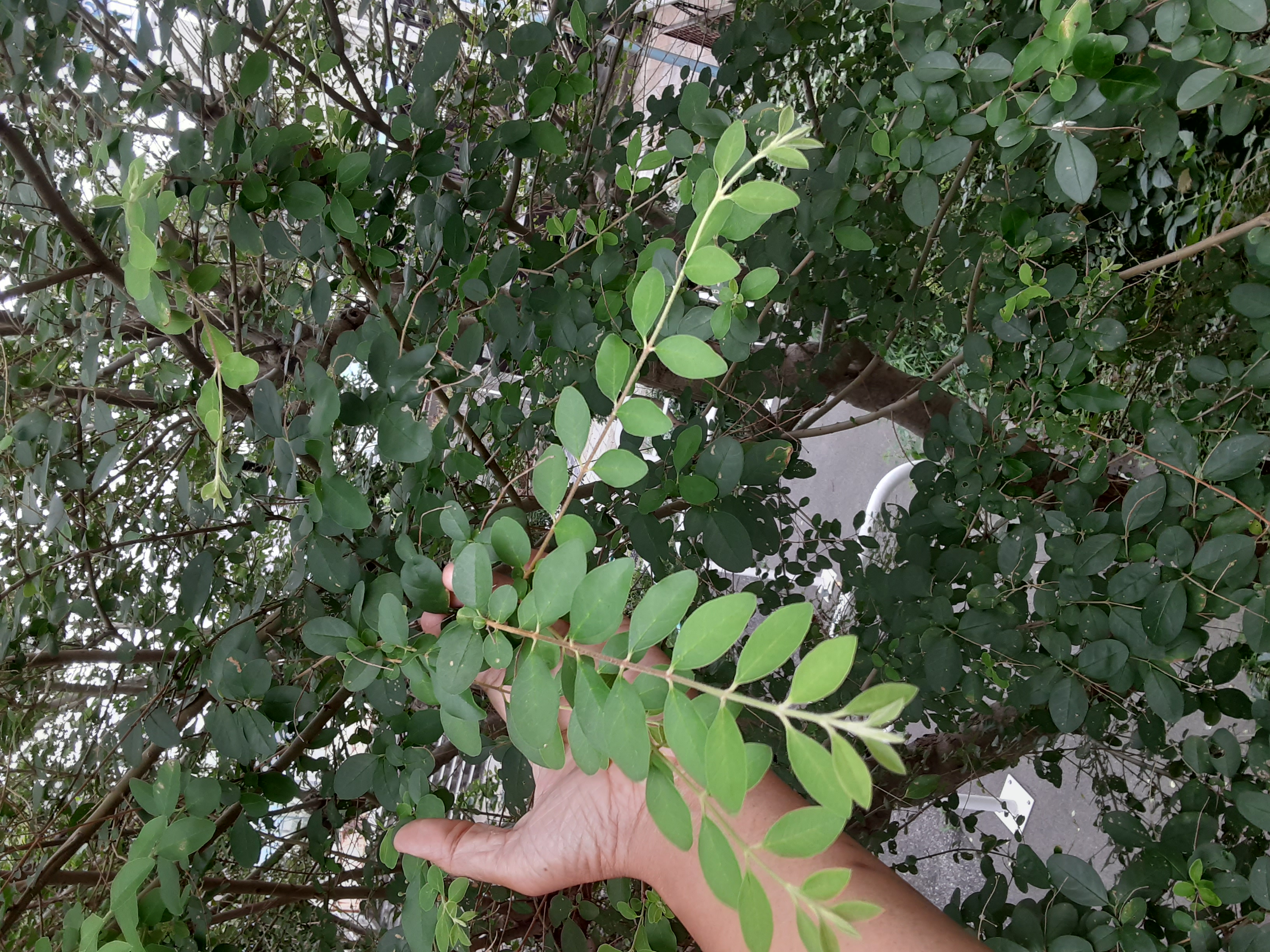 20240715_154220.jpg