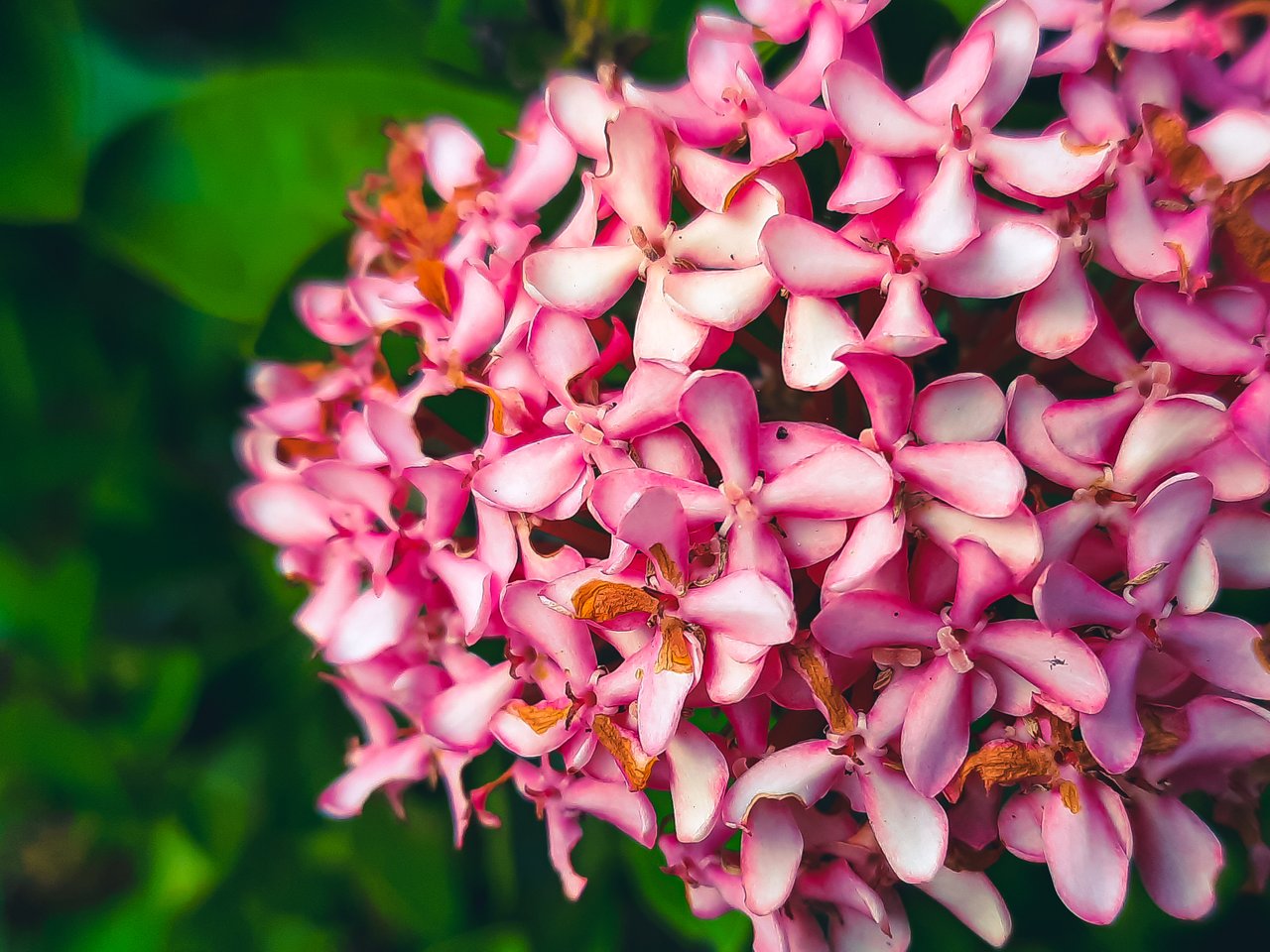 80C220E5-7A96-48CF-8AE0-8E47A2E37731.jpeg