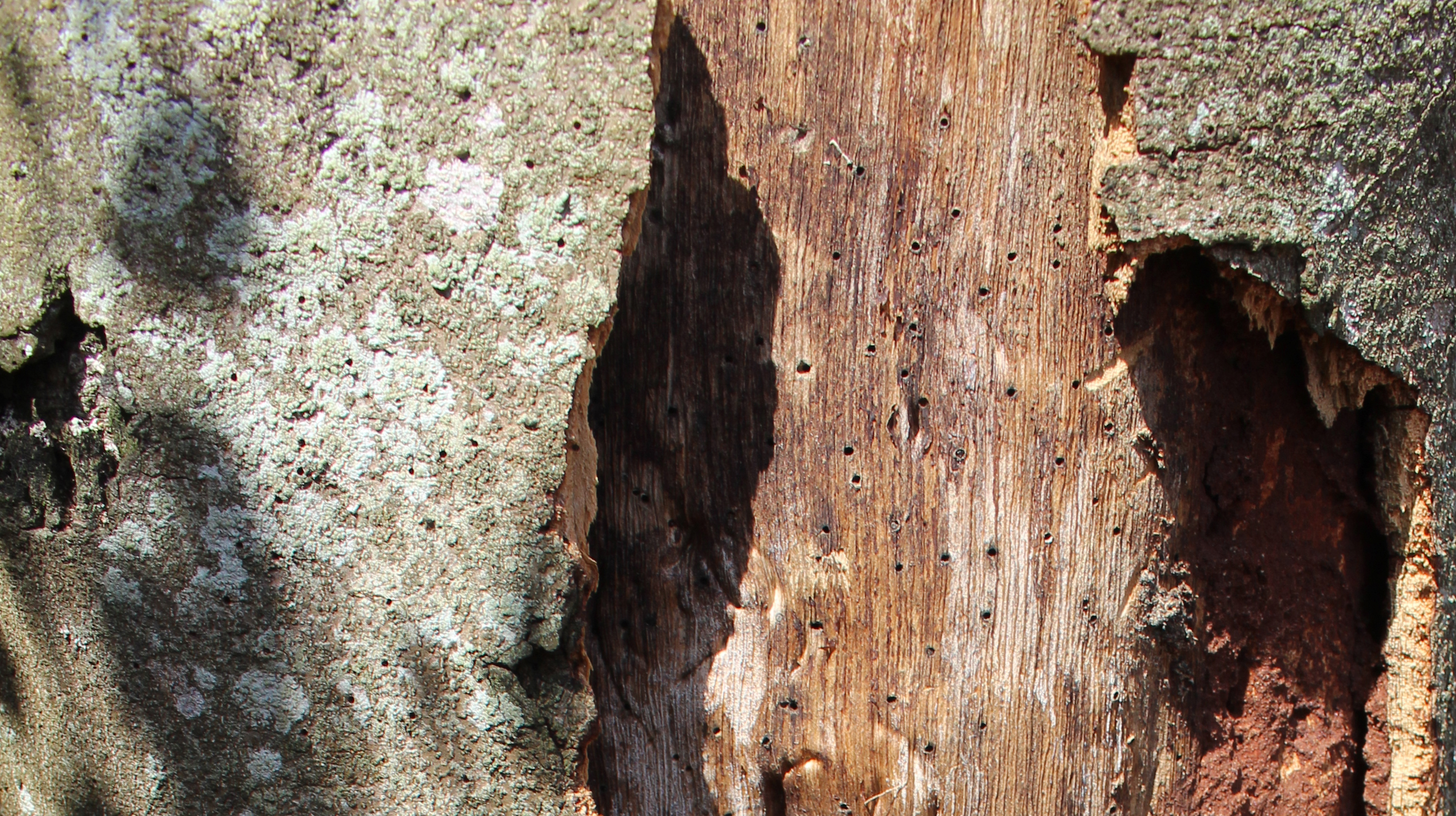 Tree2132.jpg