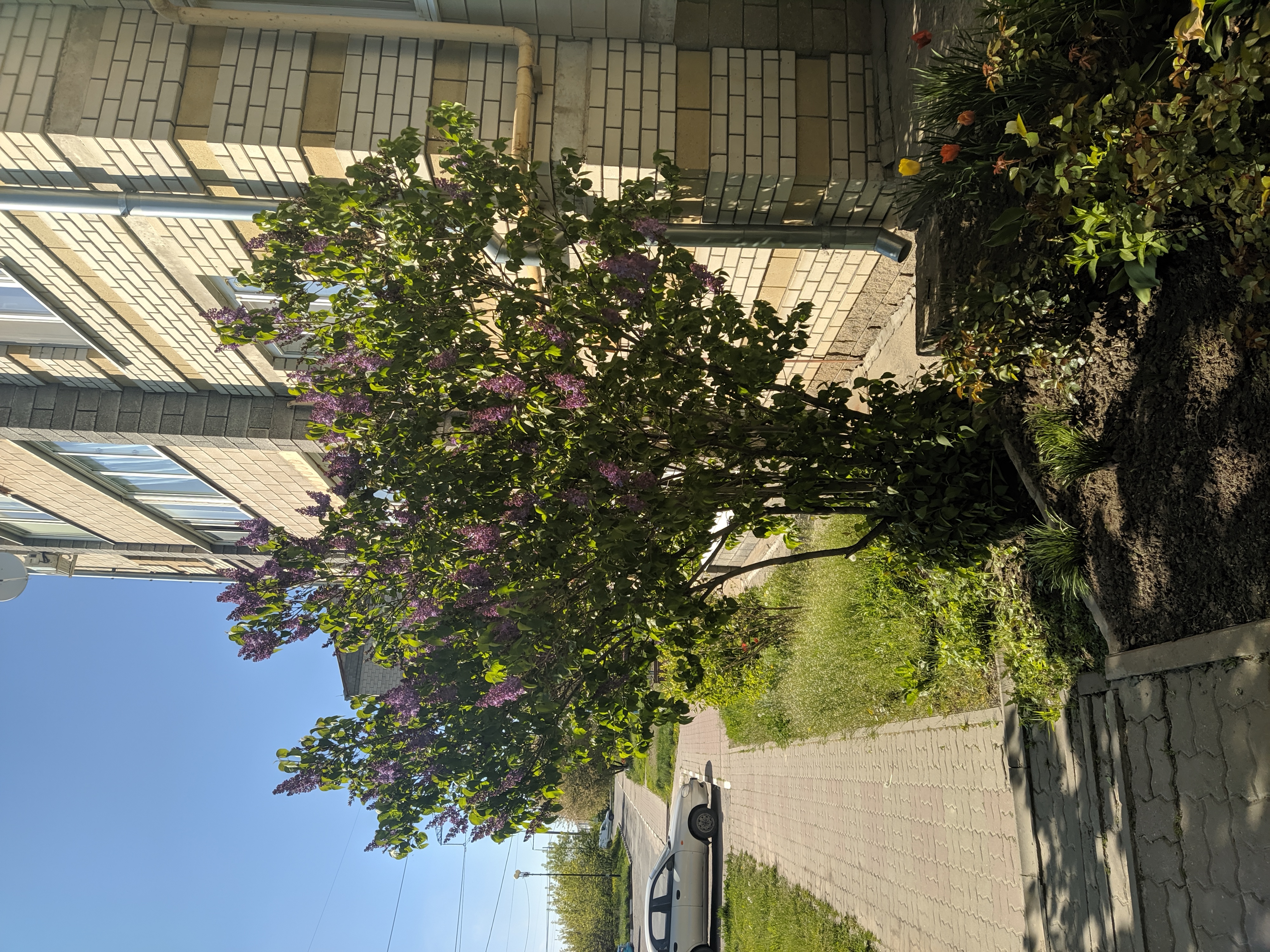 IMG_20220506_153734.jpg