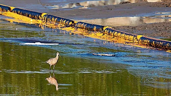 California_oil_spill_1633393514946_1633393521902.webp
