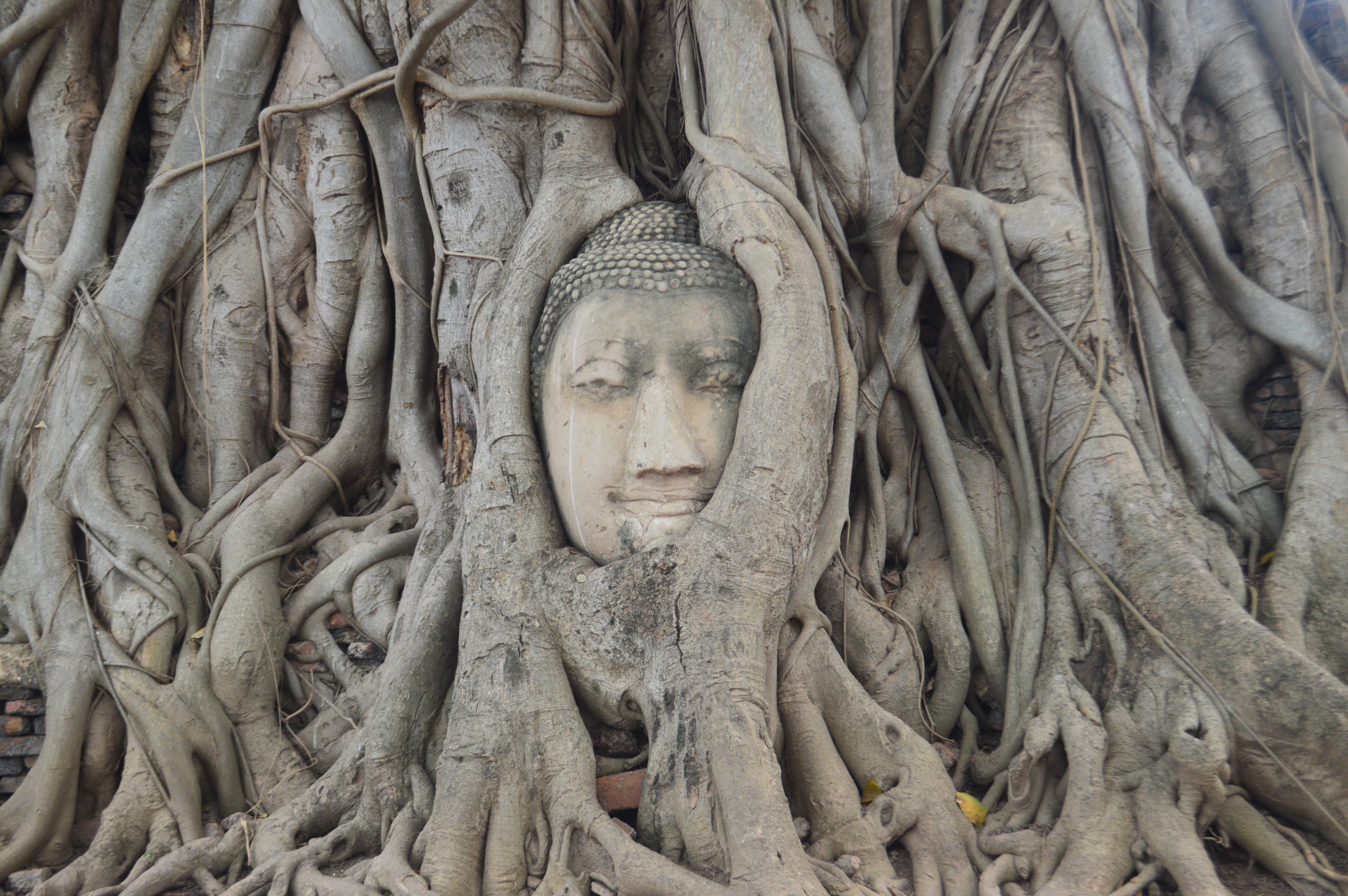buddha tree.jpg