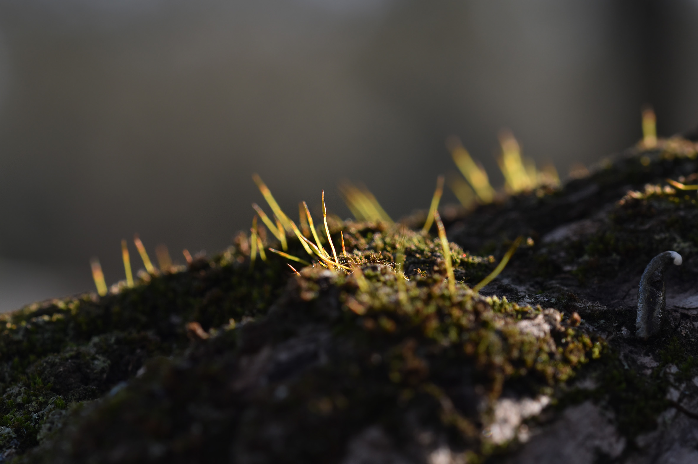 moss olive tree 4.jpg