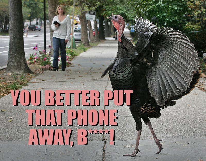 turkey_anti_photogenic.jpg