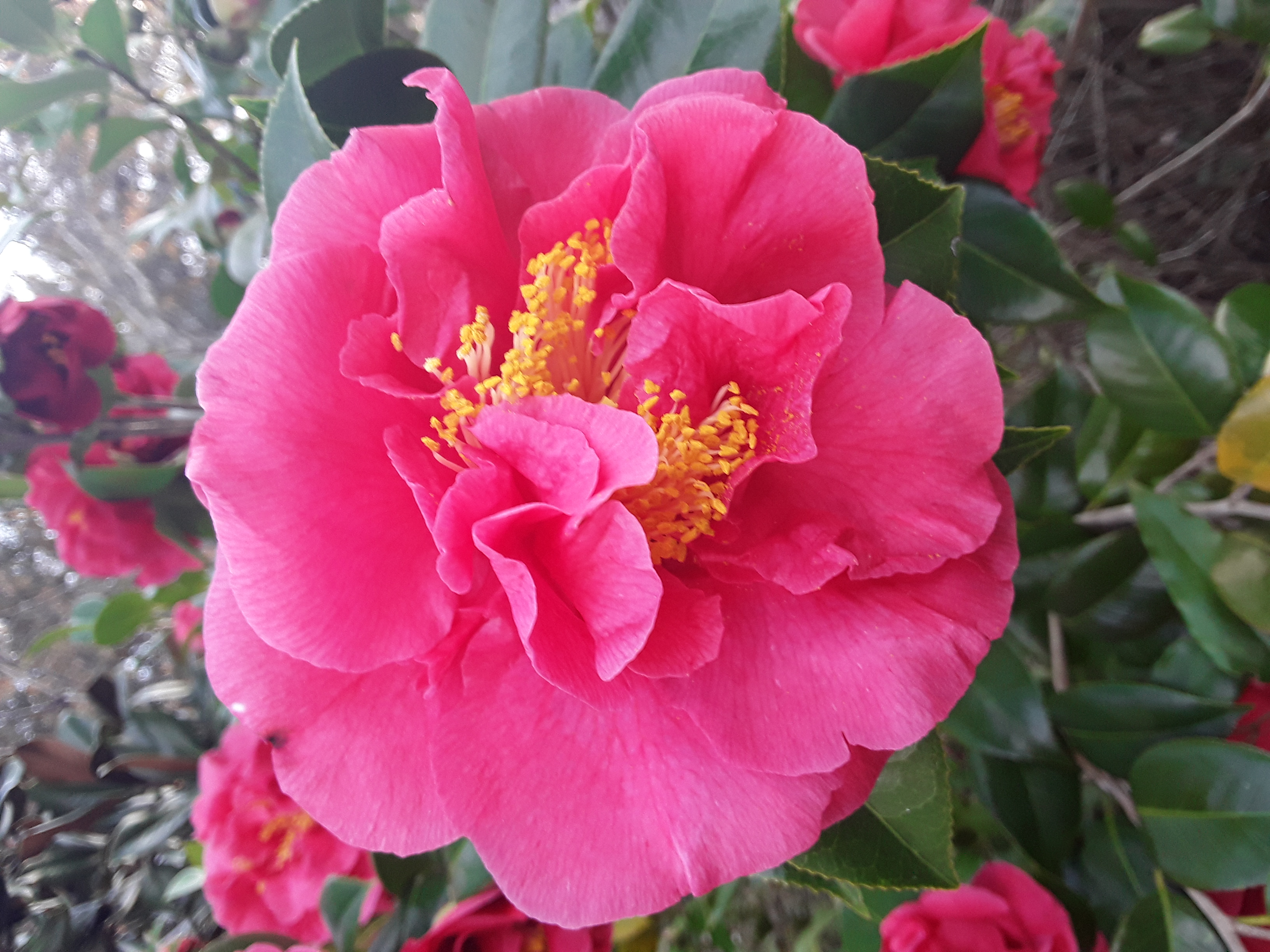 flowers (6).jpg