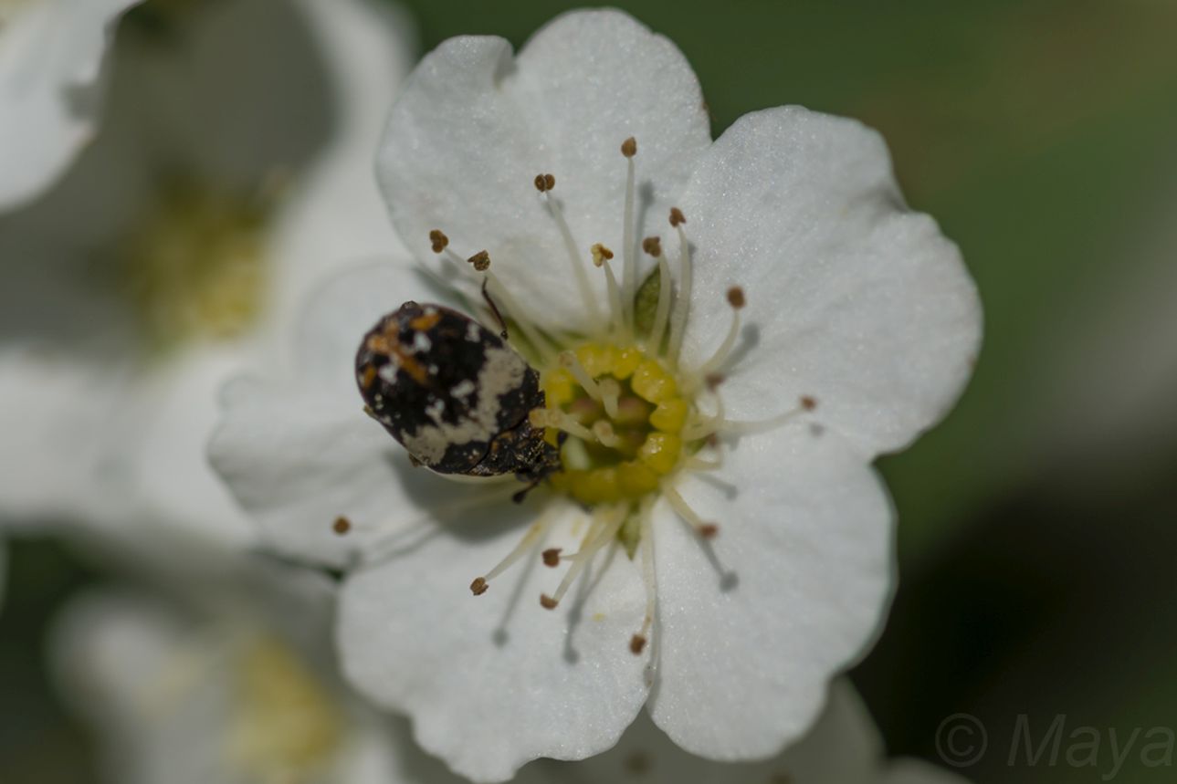 DSC_7043.JPG