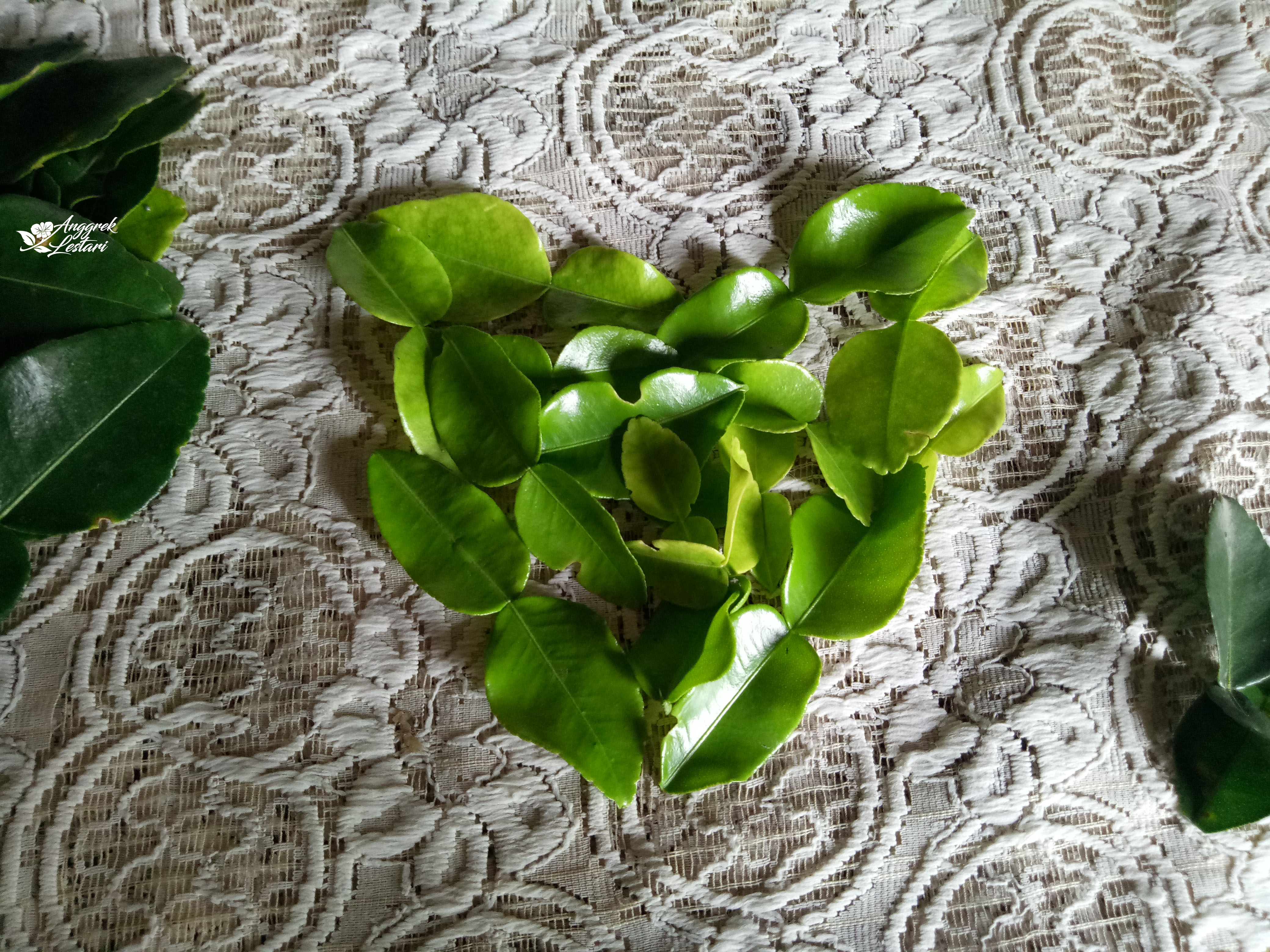 Kaffir Lime Leaves As A Natural Mosquitoes Repellent Steemit,How To Keep Cats Away From Your Property