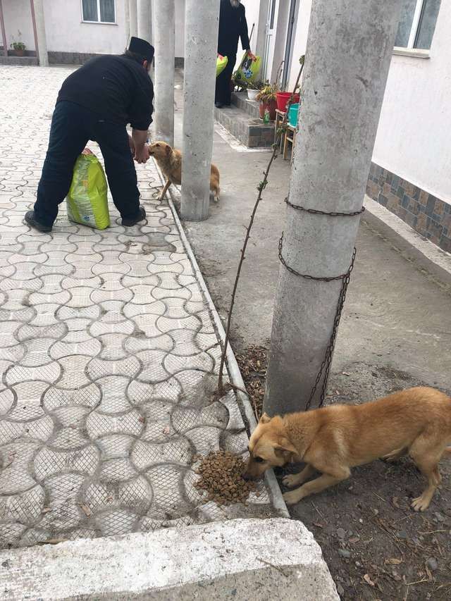 Estos 18 perros encadenados afuera de una iglesia no pueden creer que alguien vino a rescatarlos - Zoorprendente.jpeg