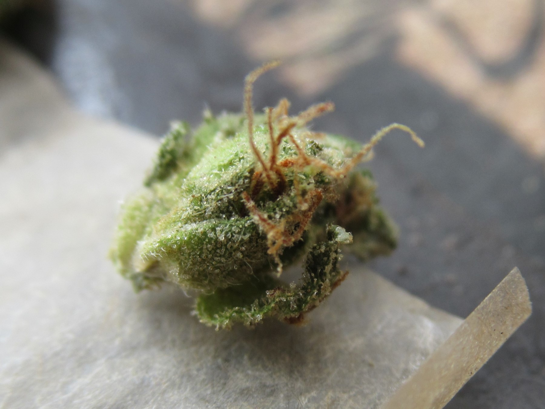 microsplitlilbudsidepistil.jpg