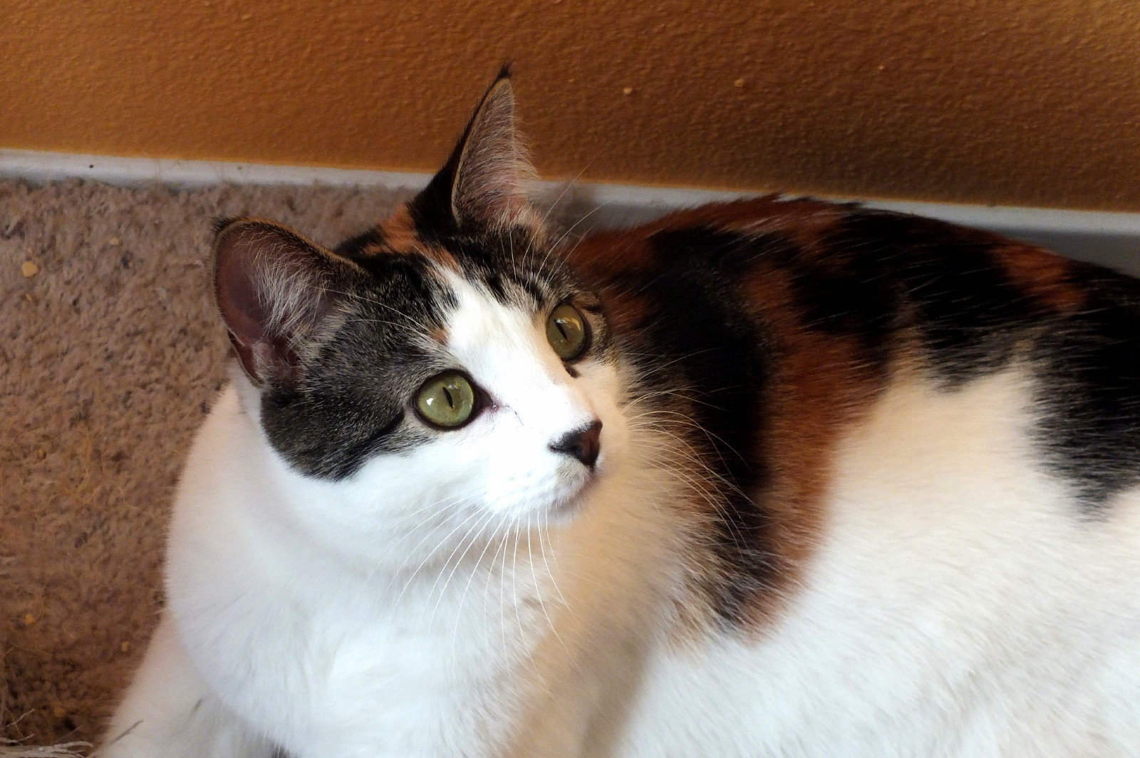 CC0756-Nala.jpg