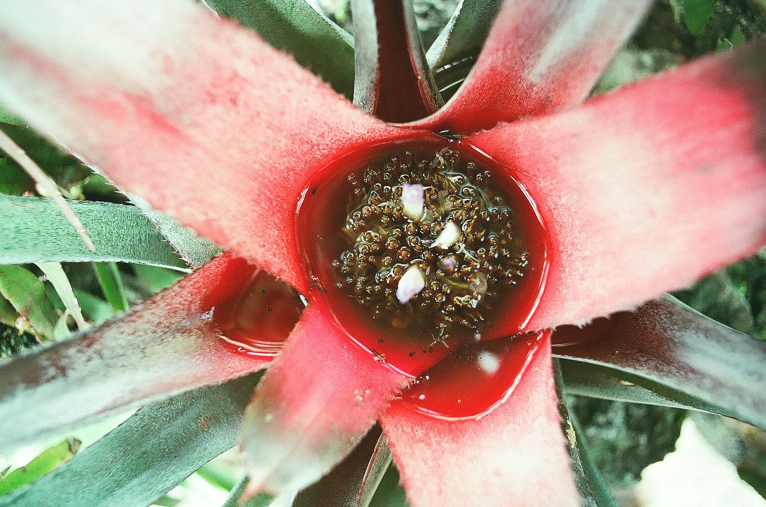 botanic5.jpg