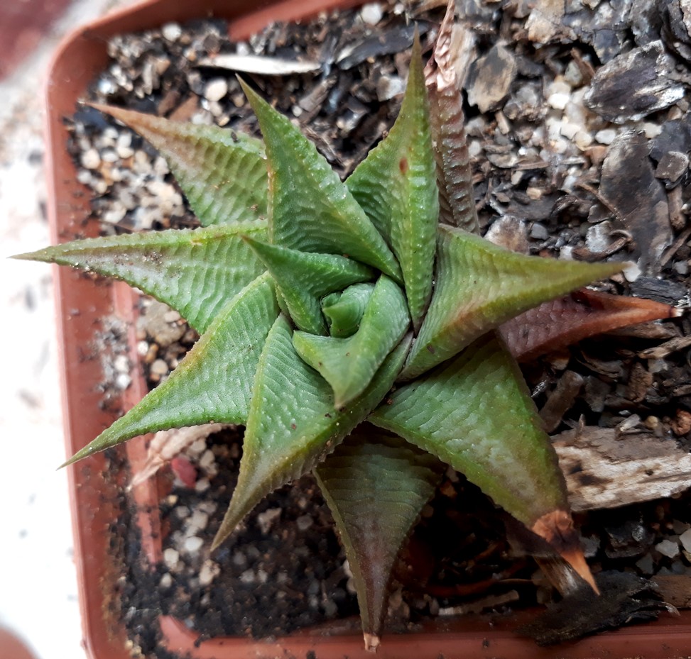 H Limifolia.jpg
