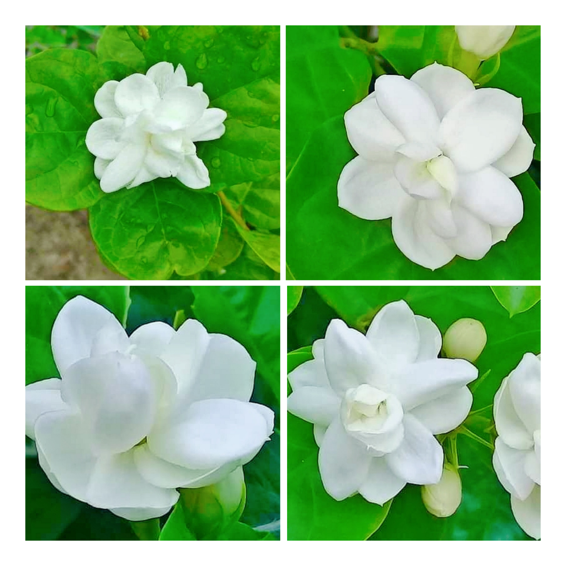 Essay On Jasmine Flower In Kannada Best Flower Site