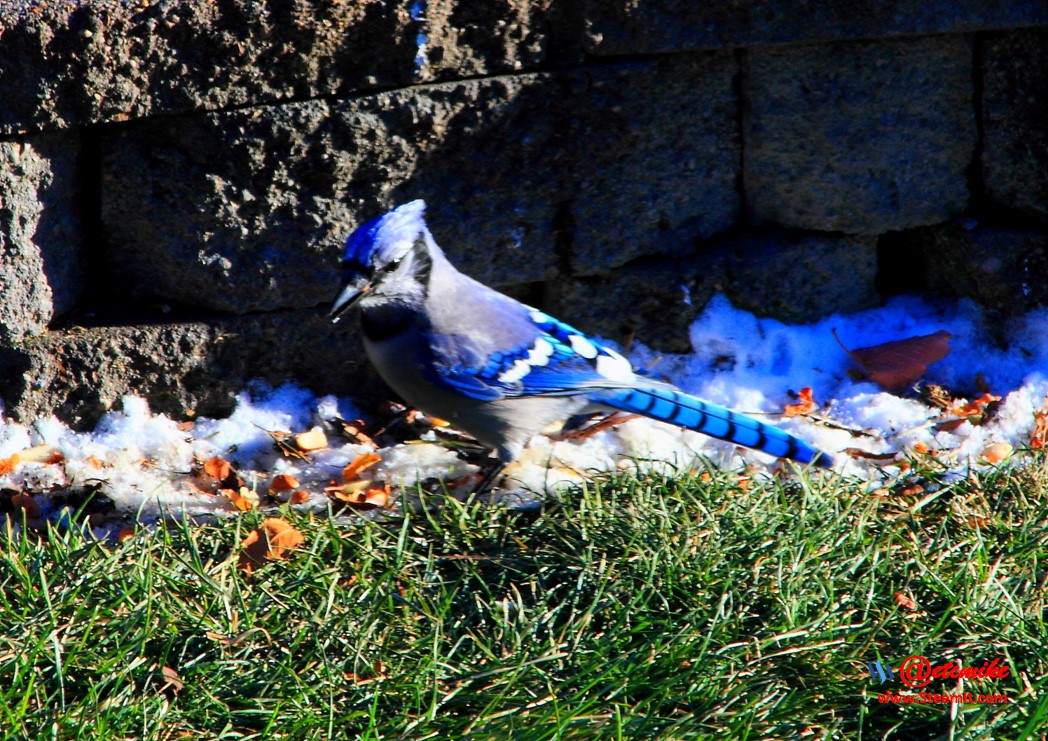 Blue Jay PFW02_0181.JPG