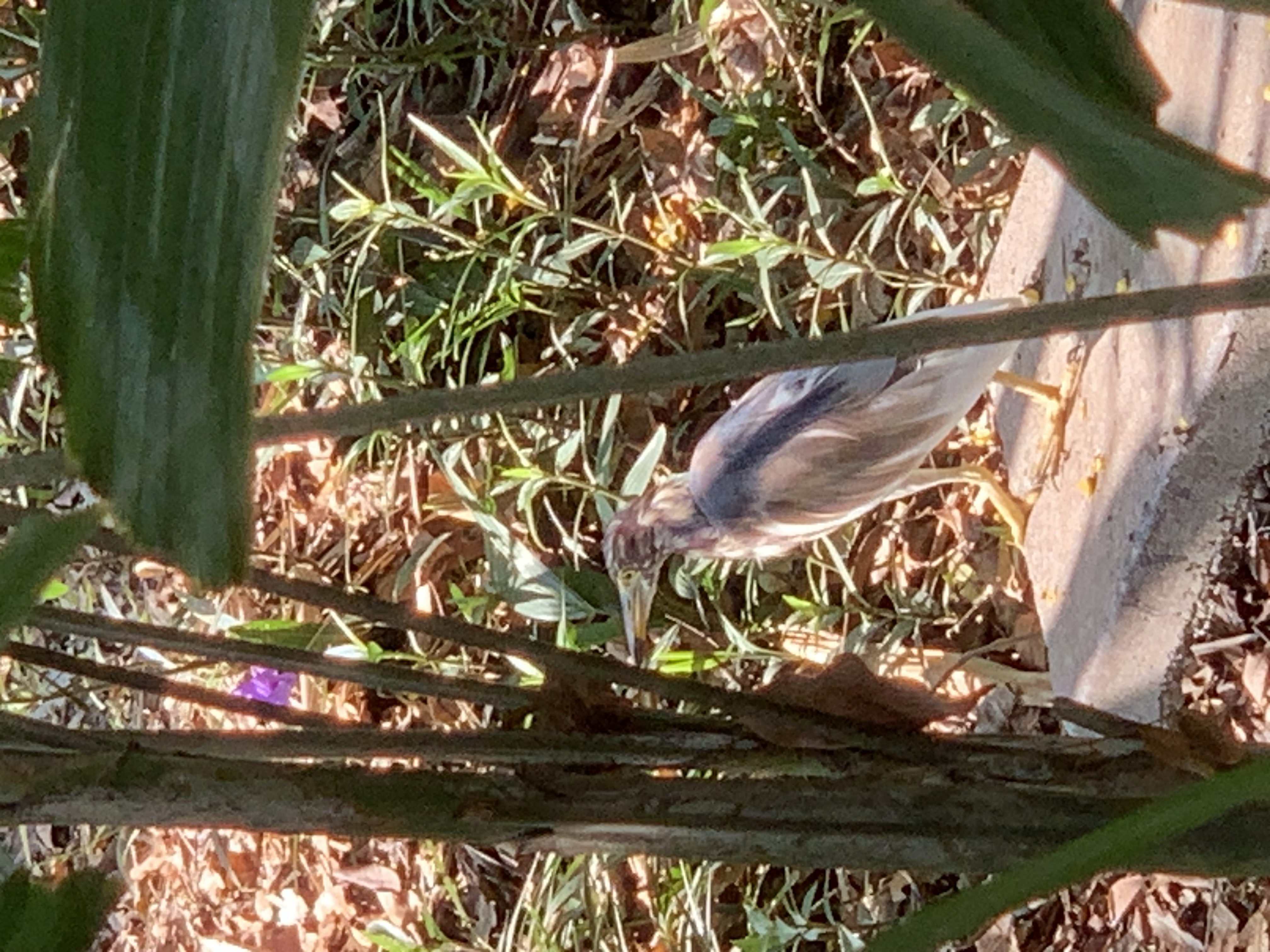 birdwatching spots16.jpg