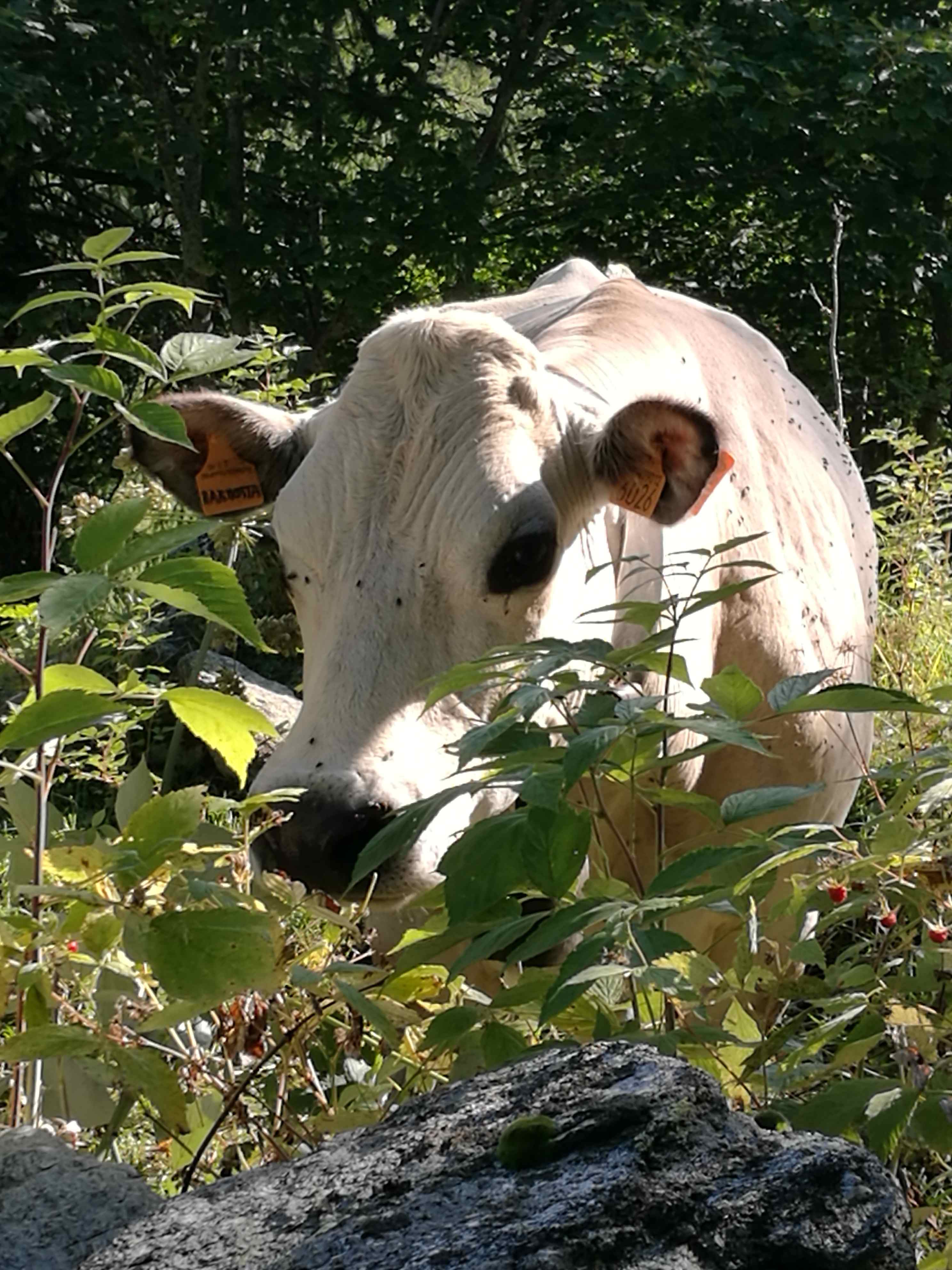 Mucca 1.jpg