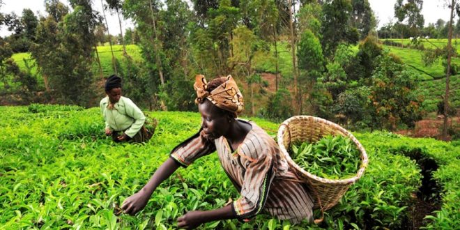 agricultura-são-tomé-e-príncipe-03-e1475222713746-660x330.jpg